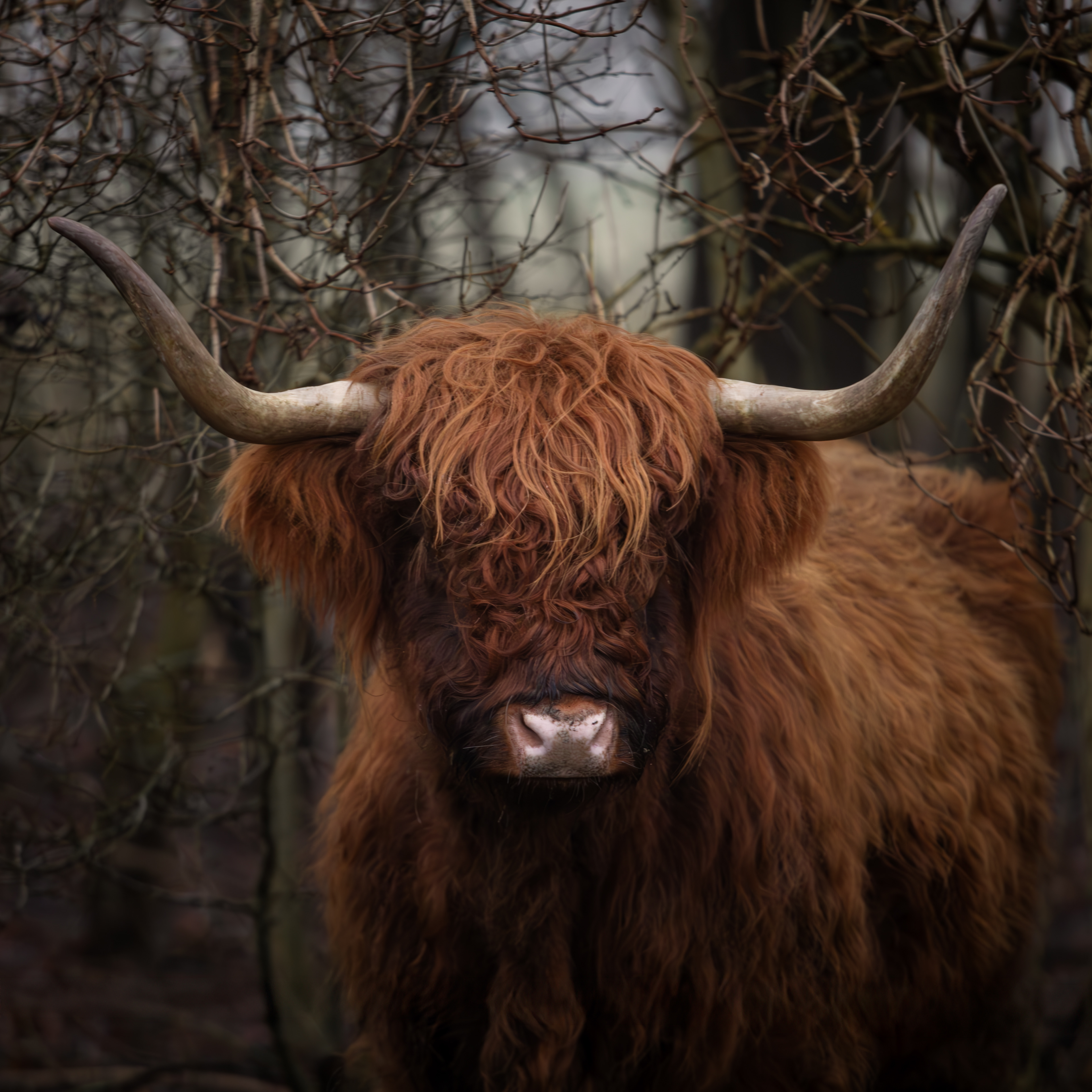 17-01-'25 | Schotse Hooglanders in de tuin