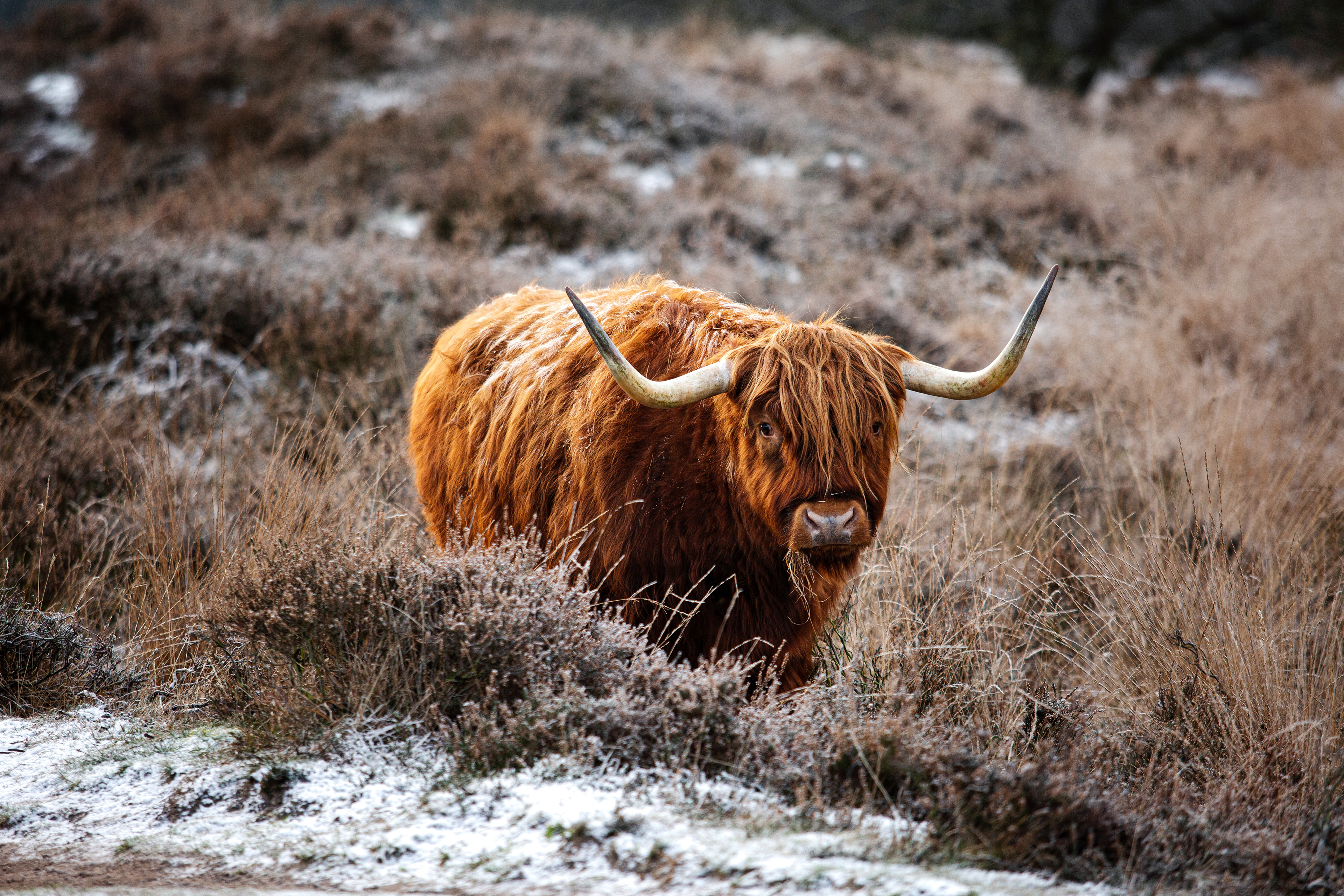 Gasterse duinen