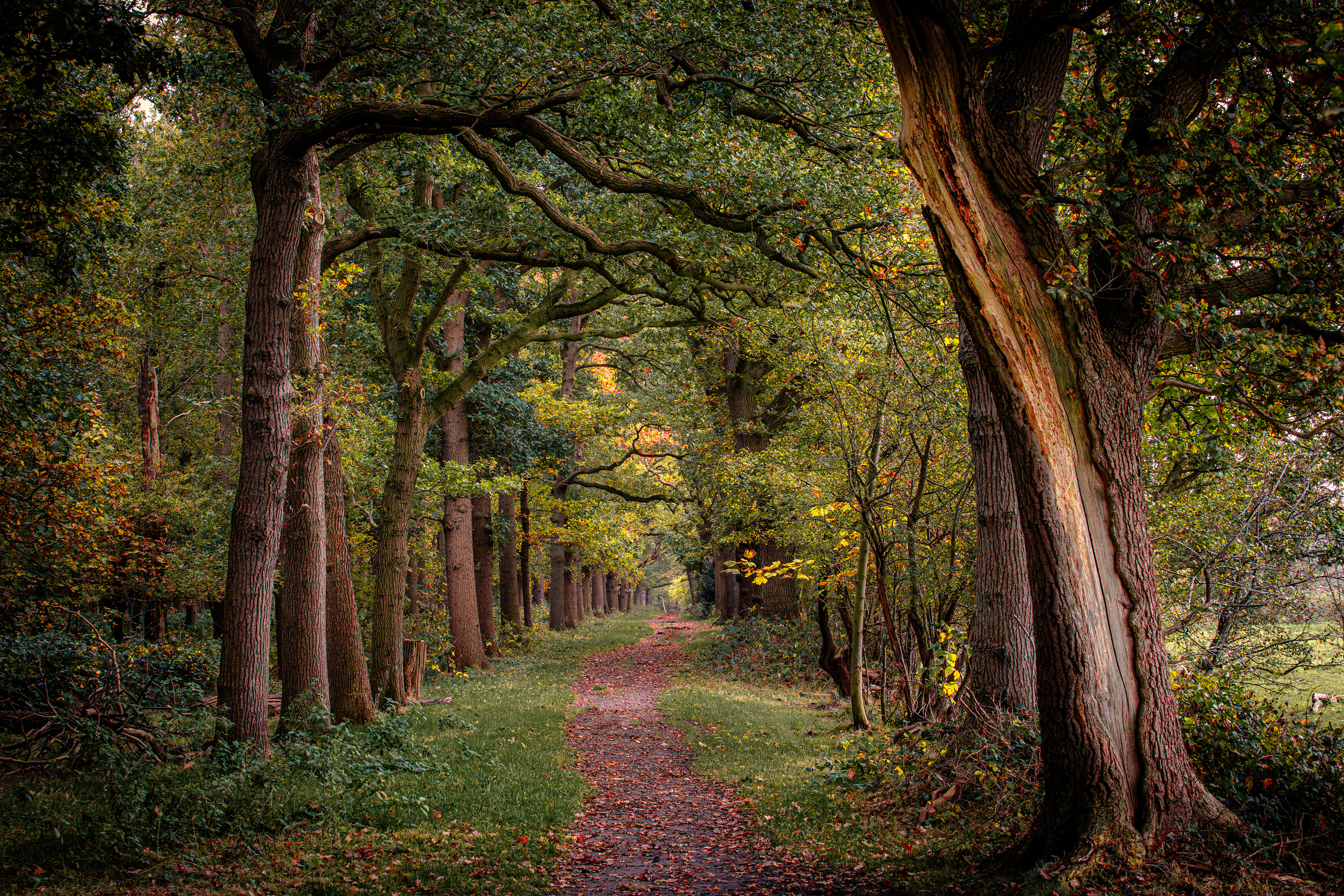 Midwolderbos | 25-10-'24