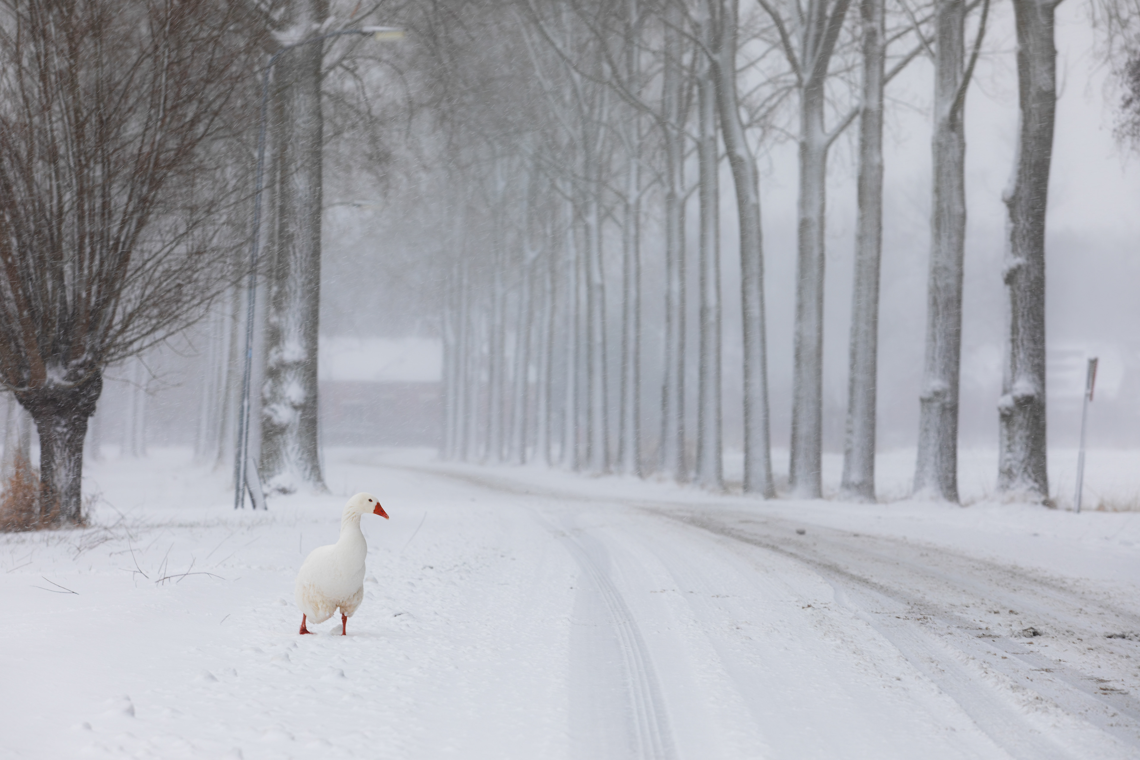 Uitwierde/ Biessumerbos | 07-01-'26