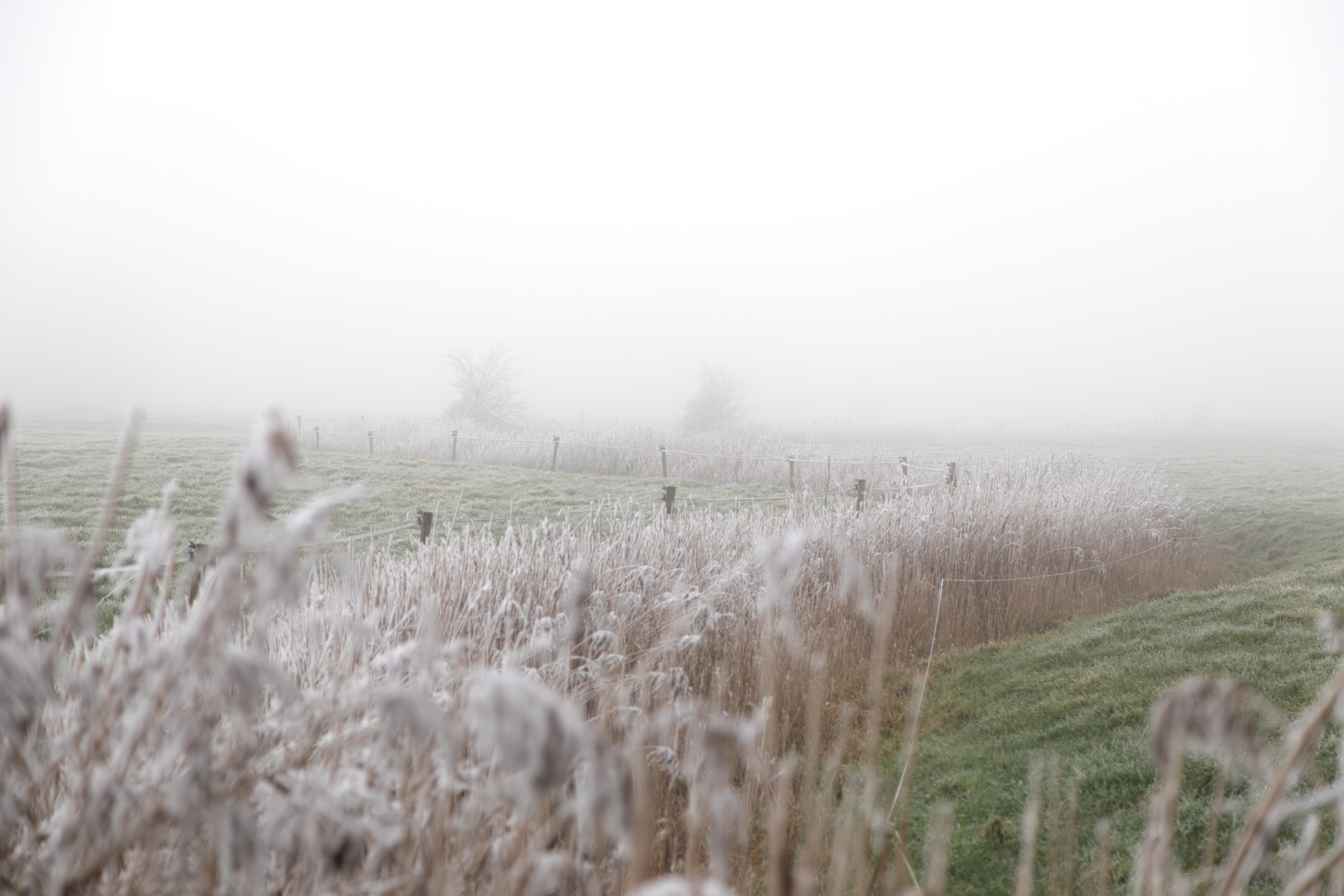 Biessumerbos | 19-01-'25