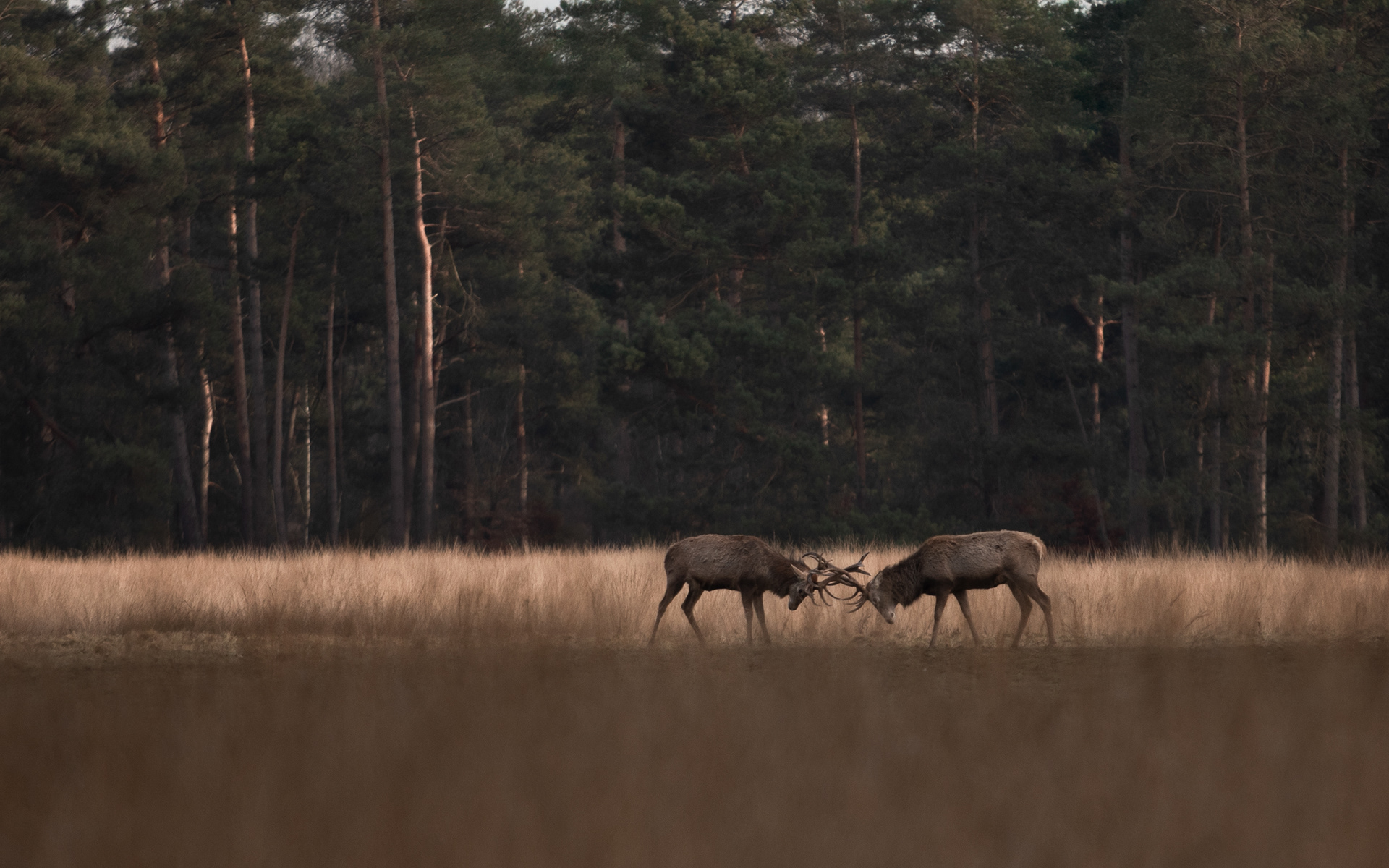 19-02-'25 | Hoge Veluwe