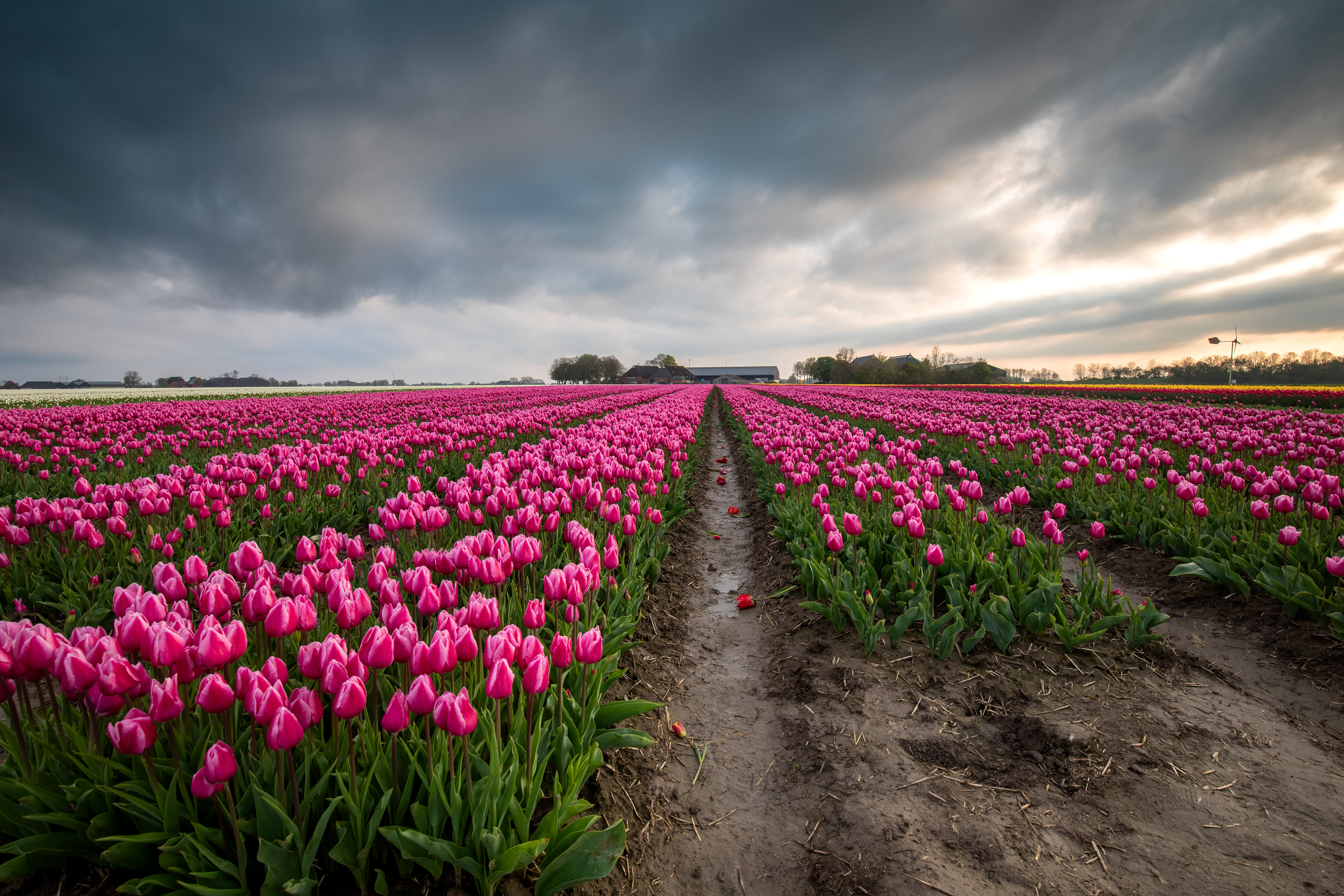 Tulpenvelden bij Garsthuizen | 22-04-'25