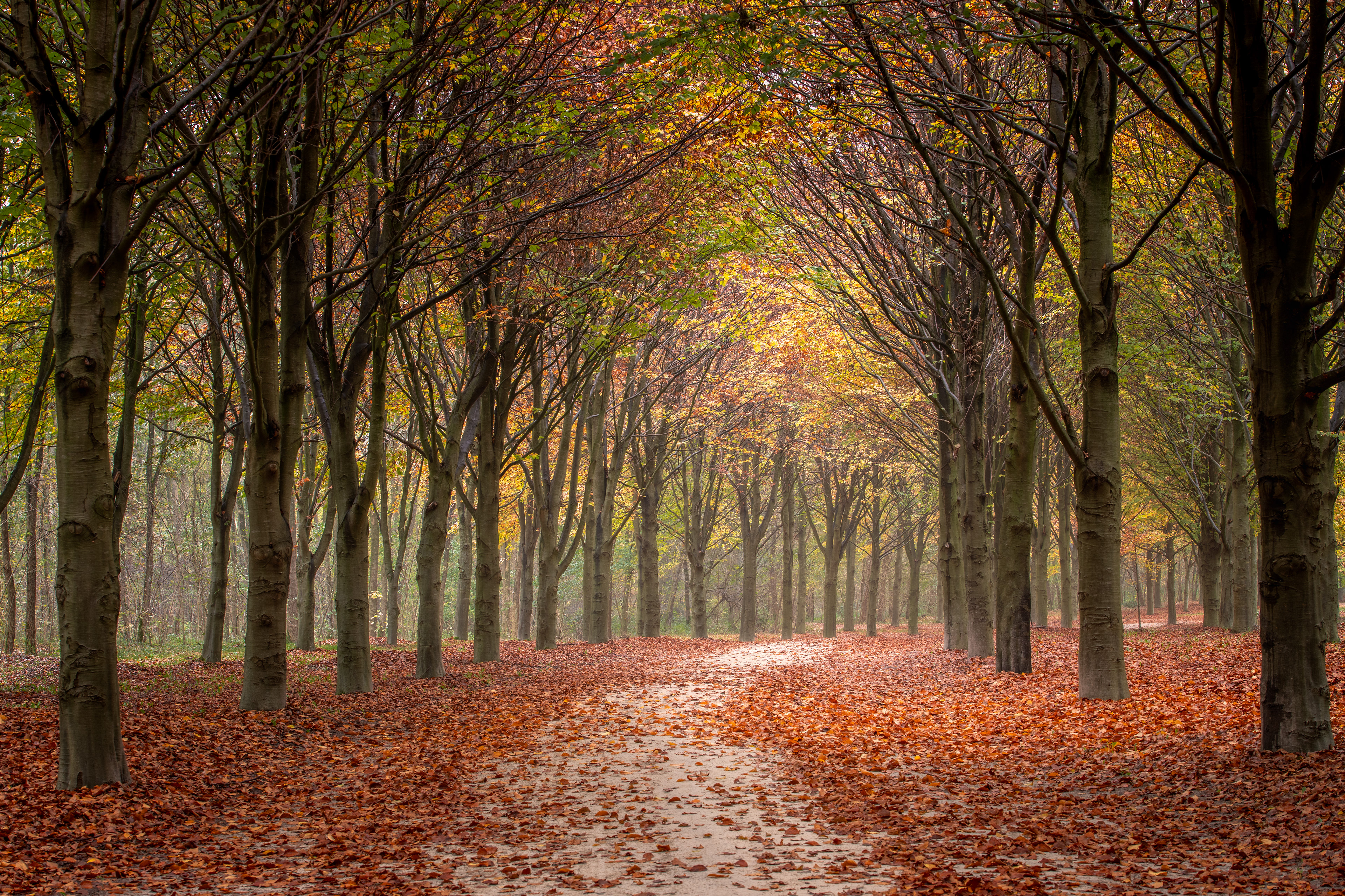 Natuurbegraafplaats Hillig Meer | 10-11-'24
