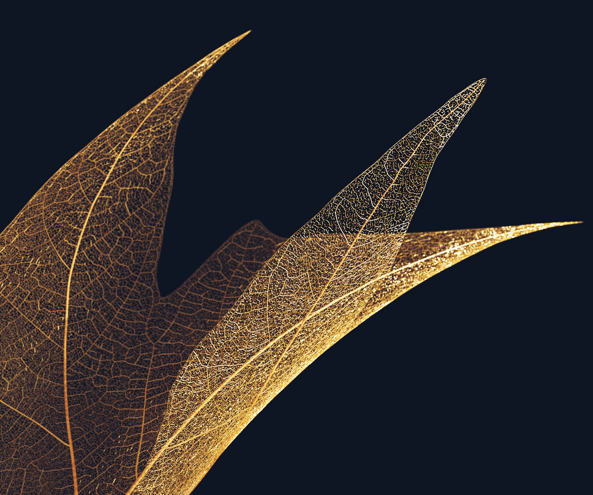 render of Gold Leaf Skeletonby Malcolm Tween