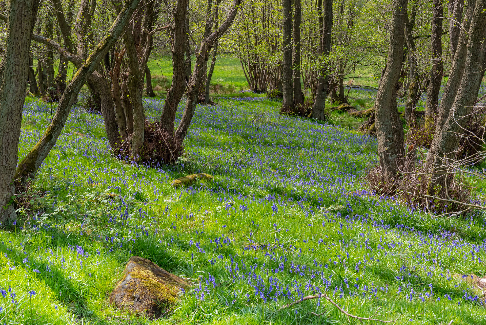 Bluebell Vista