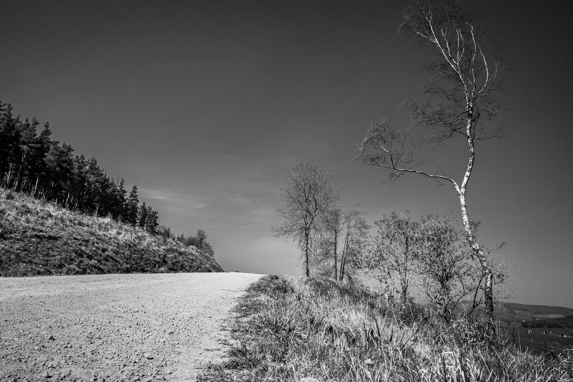 The Birch of Venus
