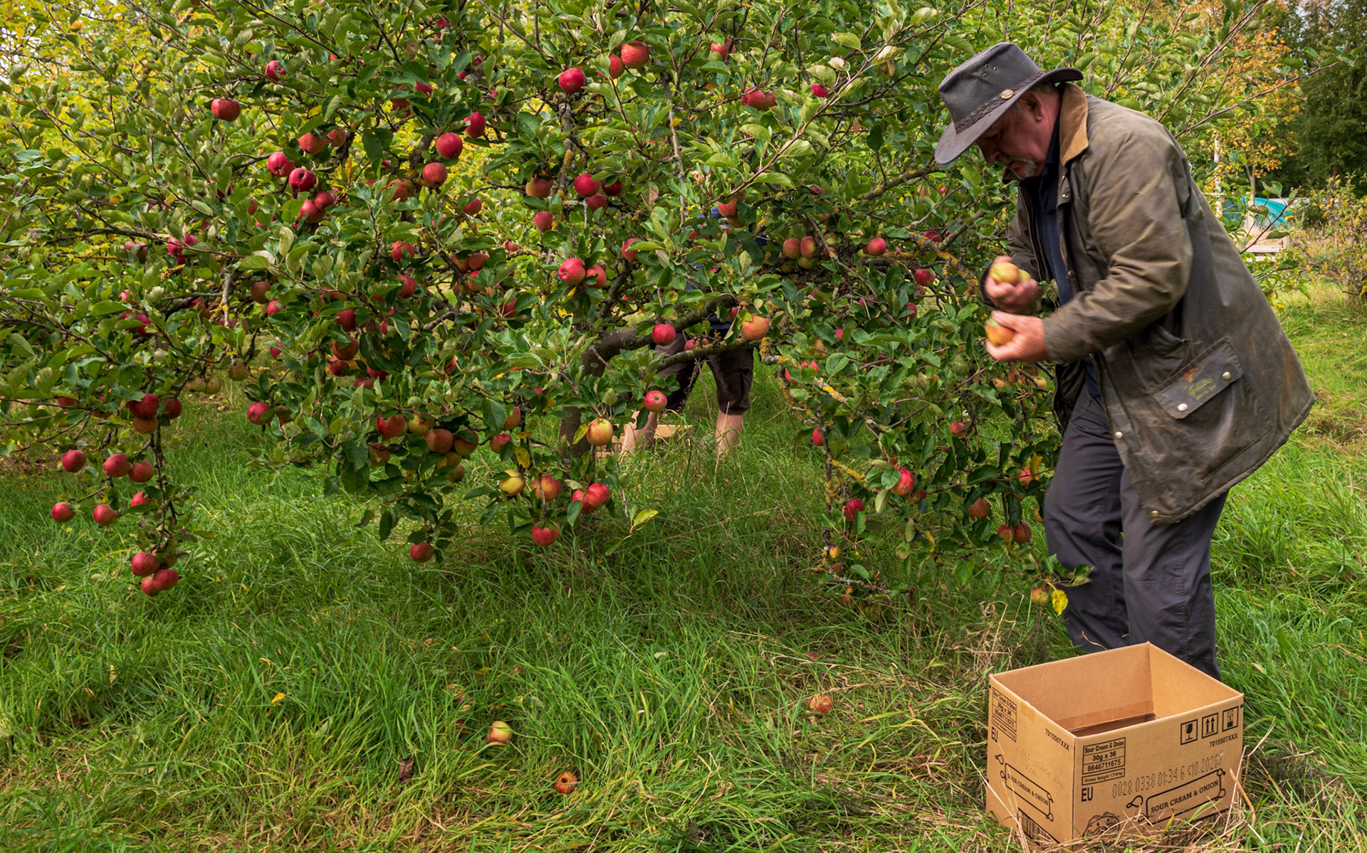 Picking
