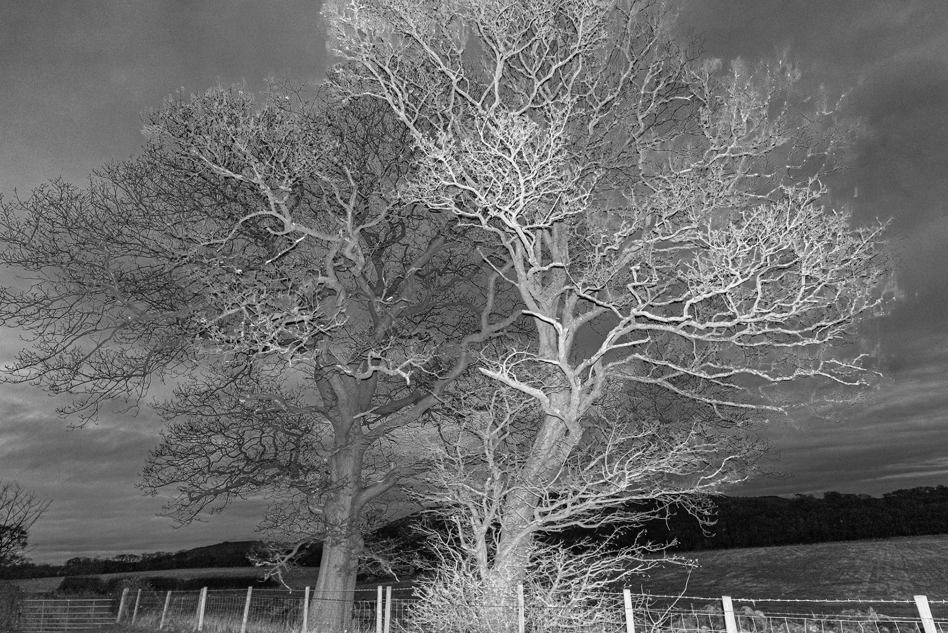 Trees at Night