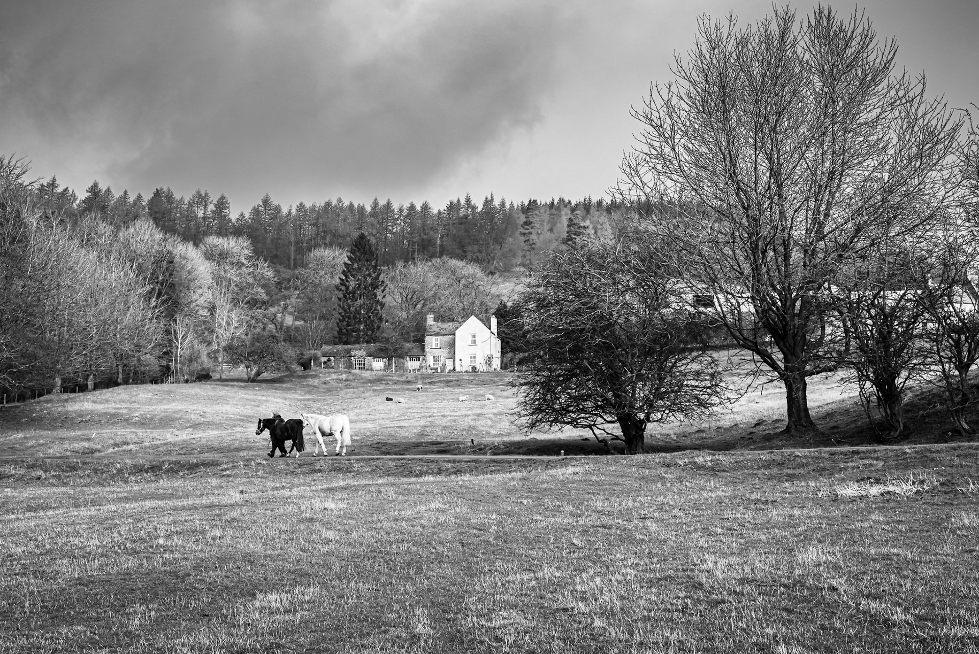 Leading Horses, Kildale