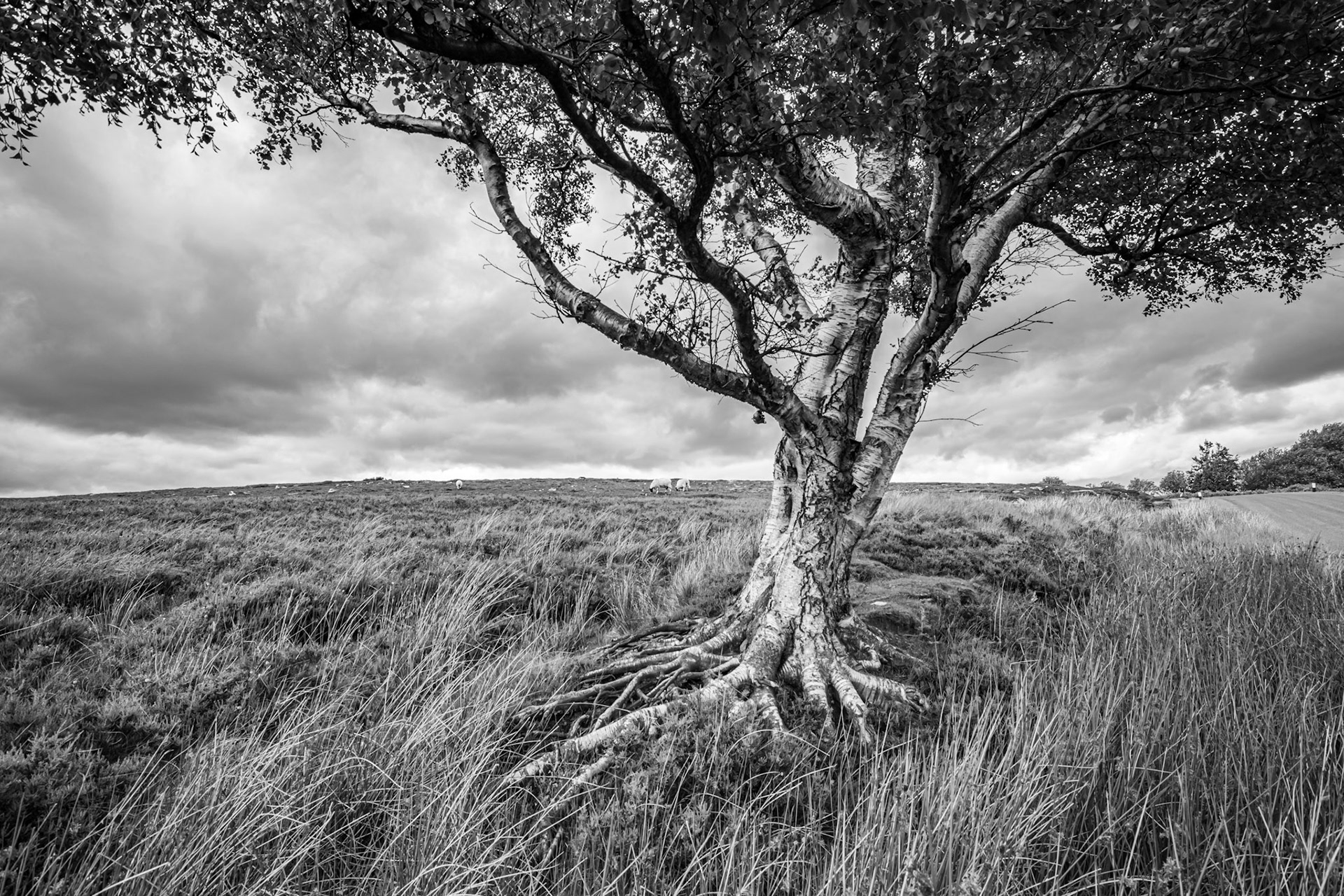 Moorland Birch
