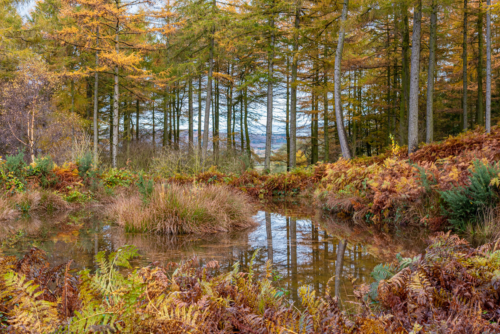 Autumn Pond