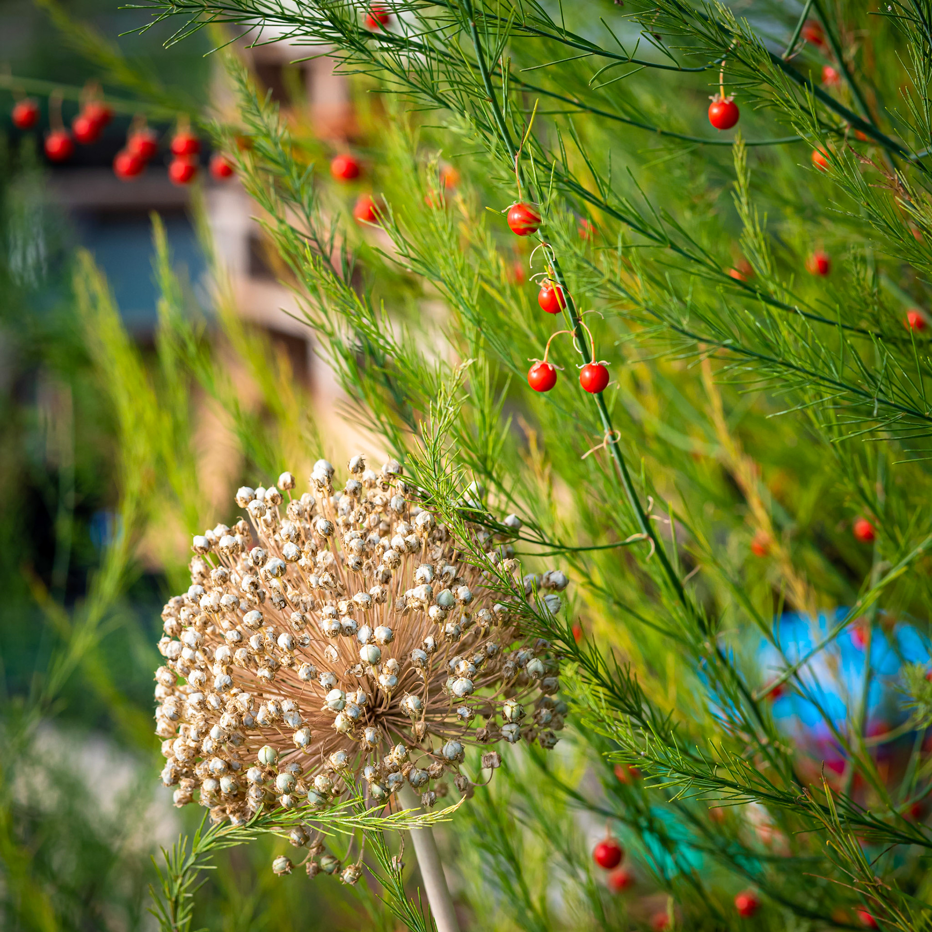 Asparagus Fern and Alium