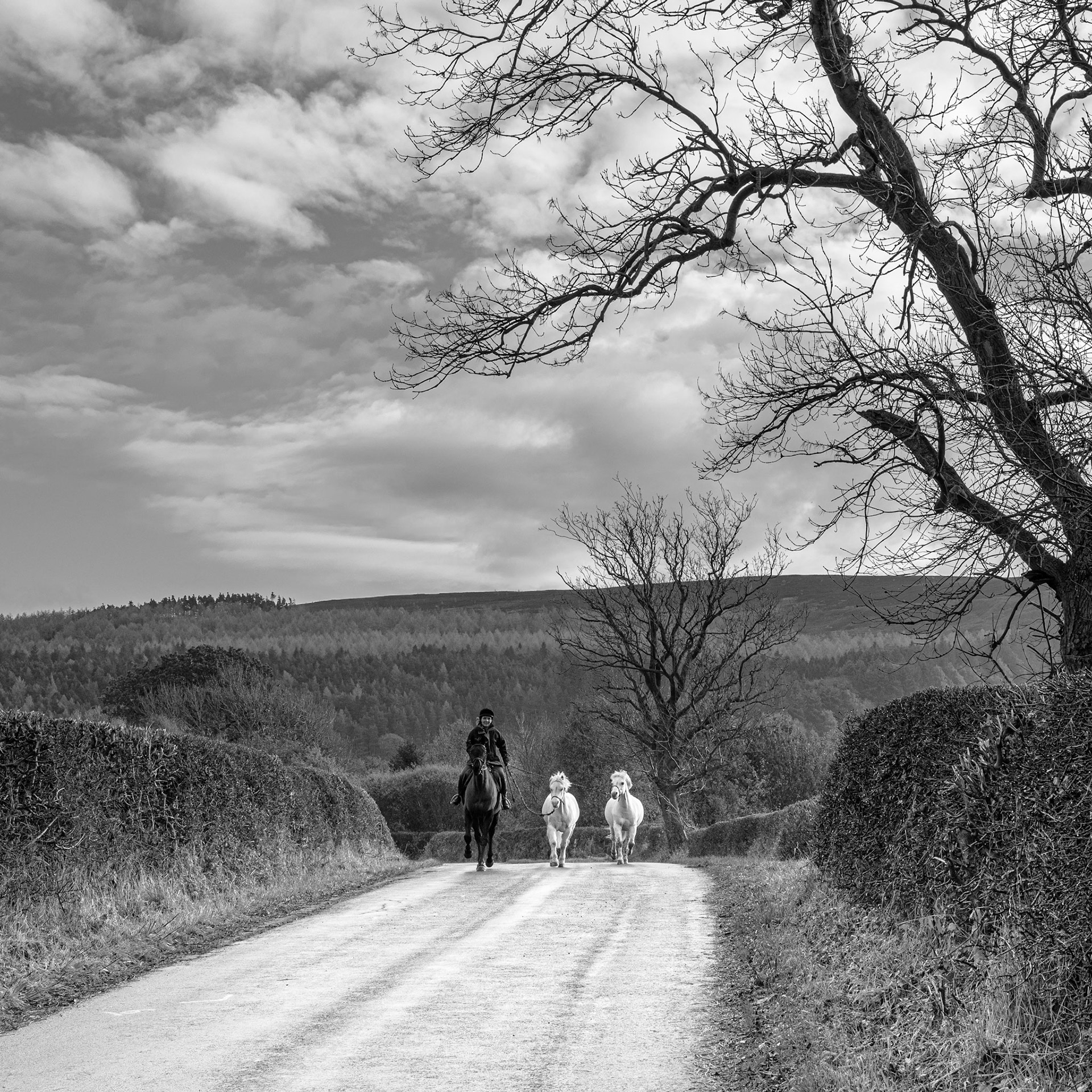 Moving Ponies #1
