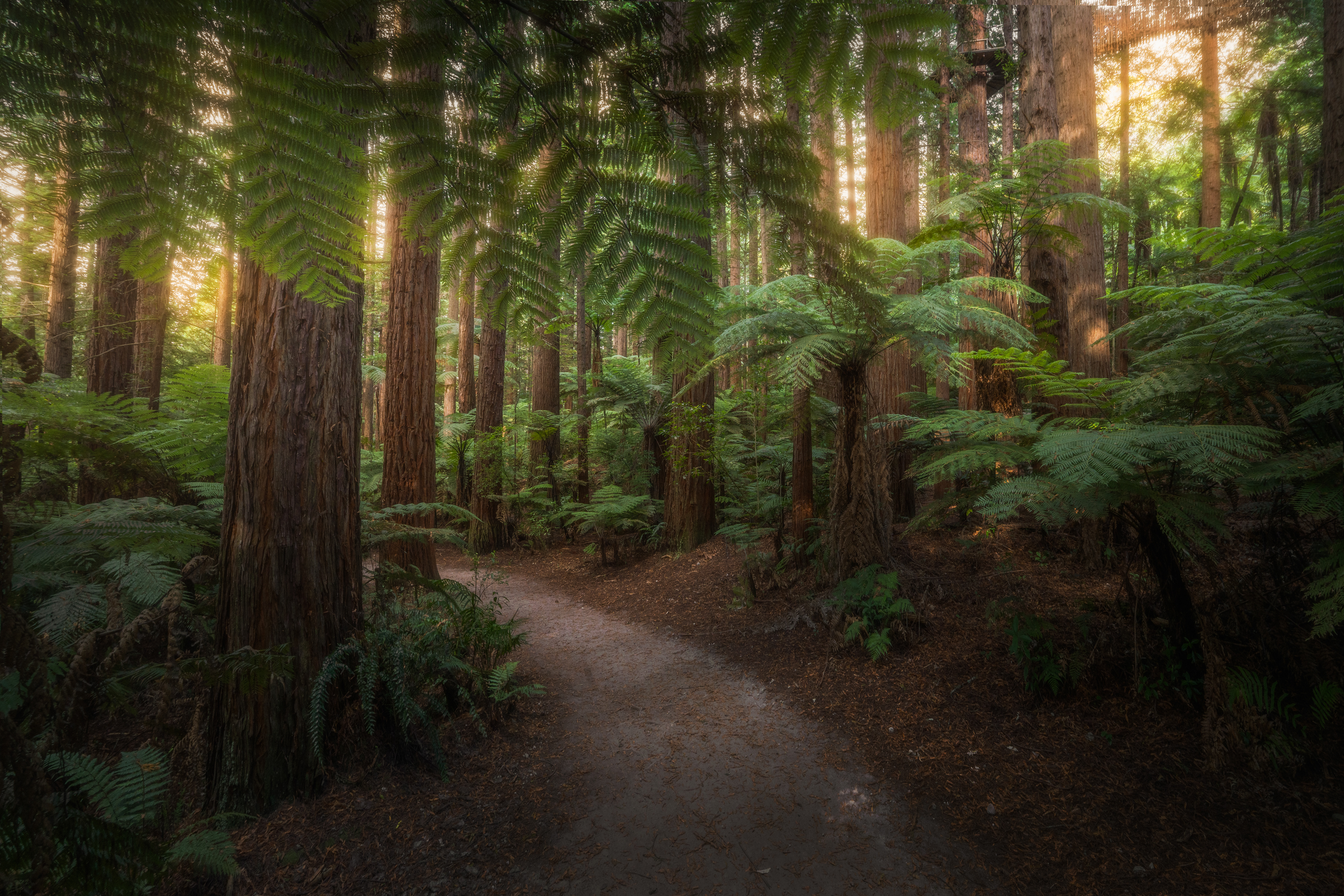 Redwood forest at Rotorua