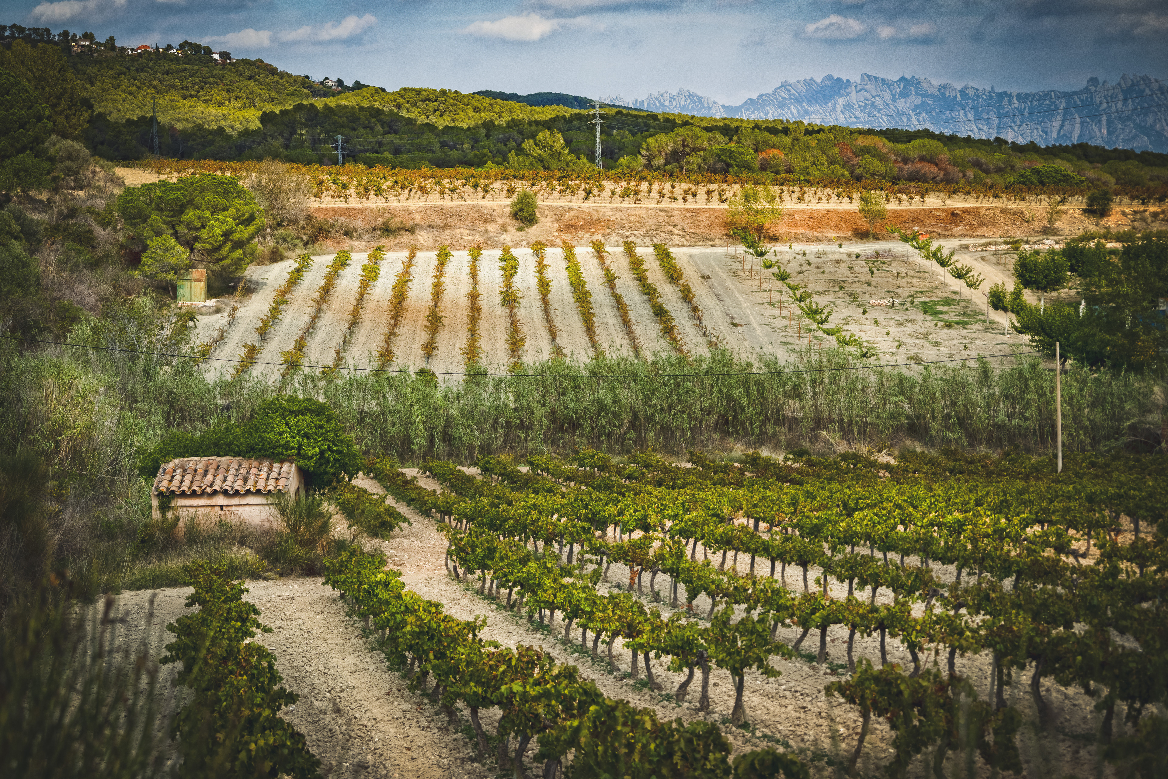 Penedés wijn route, Catalonië. Met het Monserat gebergte als achtergrond decor.
