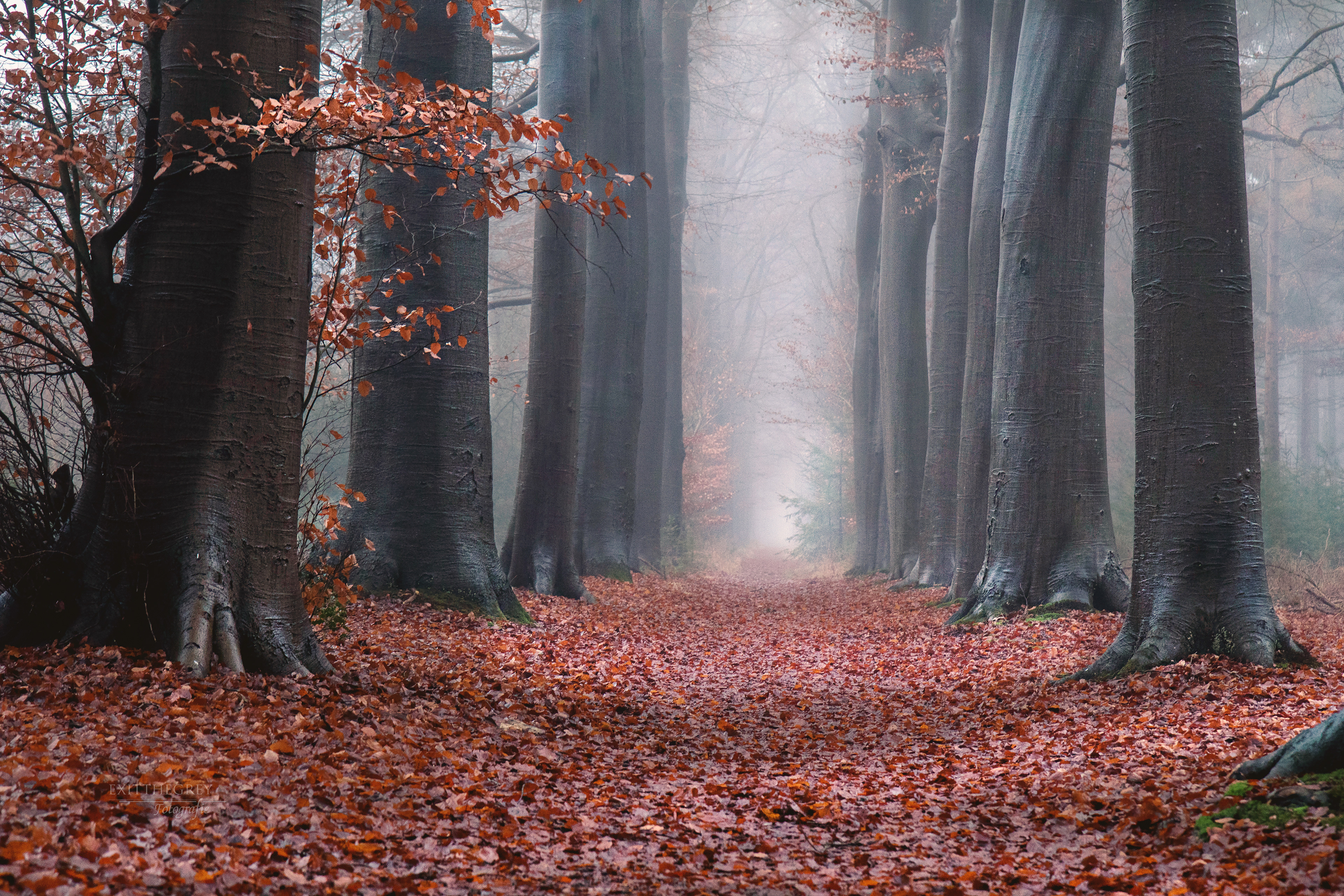 Overtuin, Oranjewoud