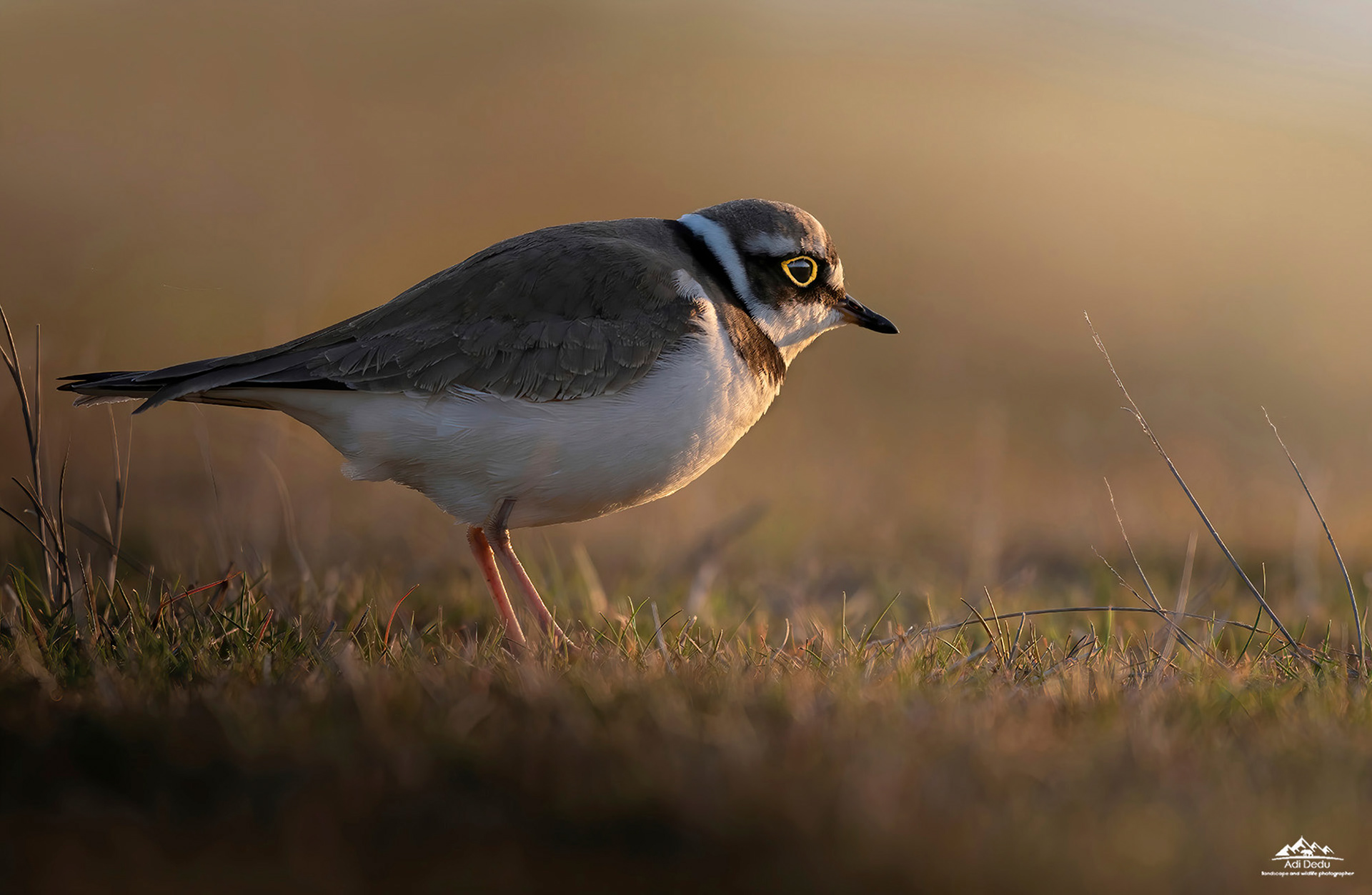 Prundarasul gulerat mic | The little ringed plover | Charadrius dubius