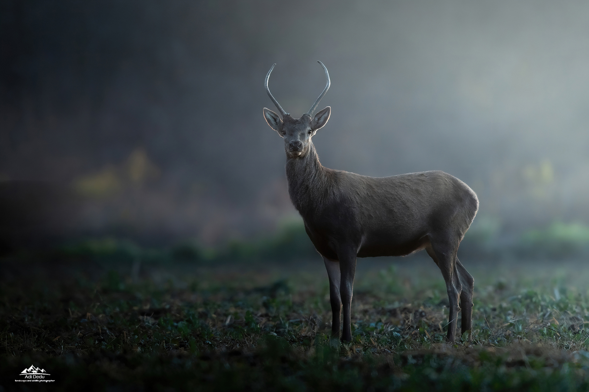 Cerb comun | Red deer | Cervus elaphus