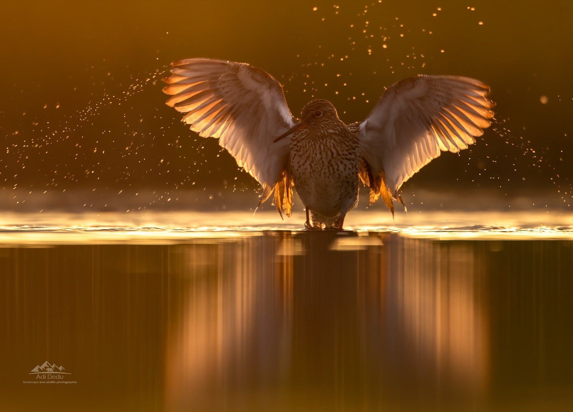Fluierar cu picioare rosii | The common redshank | Tringa totanus | Dobrogea