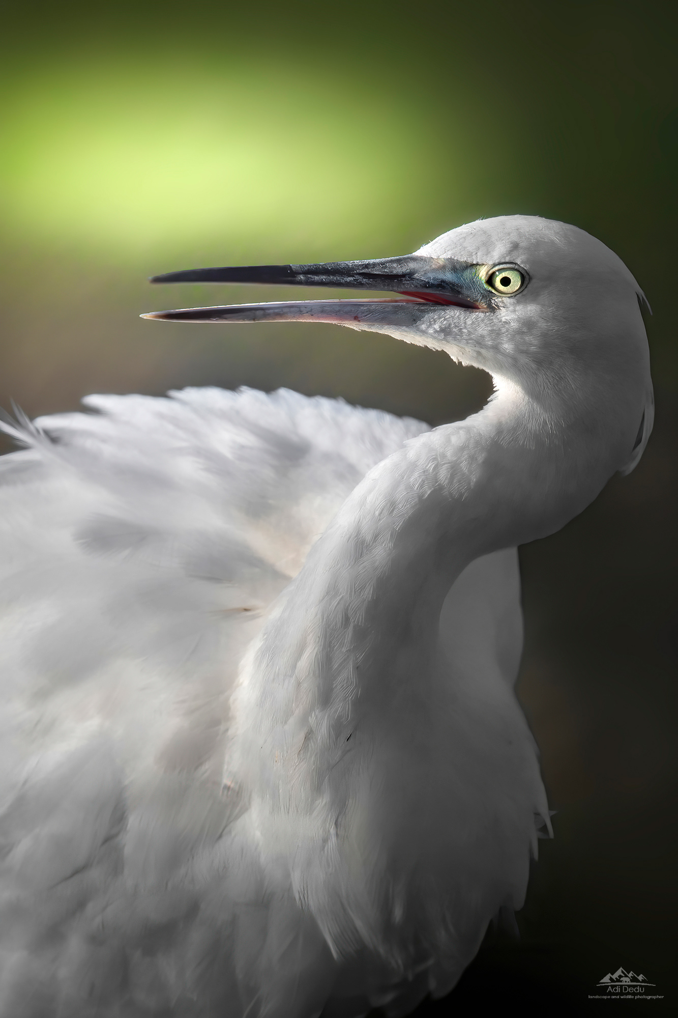 Egreta mică | The little egret | Egretta garzetta