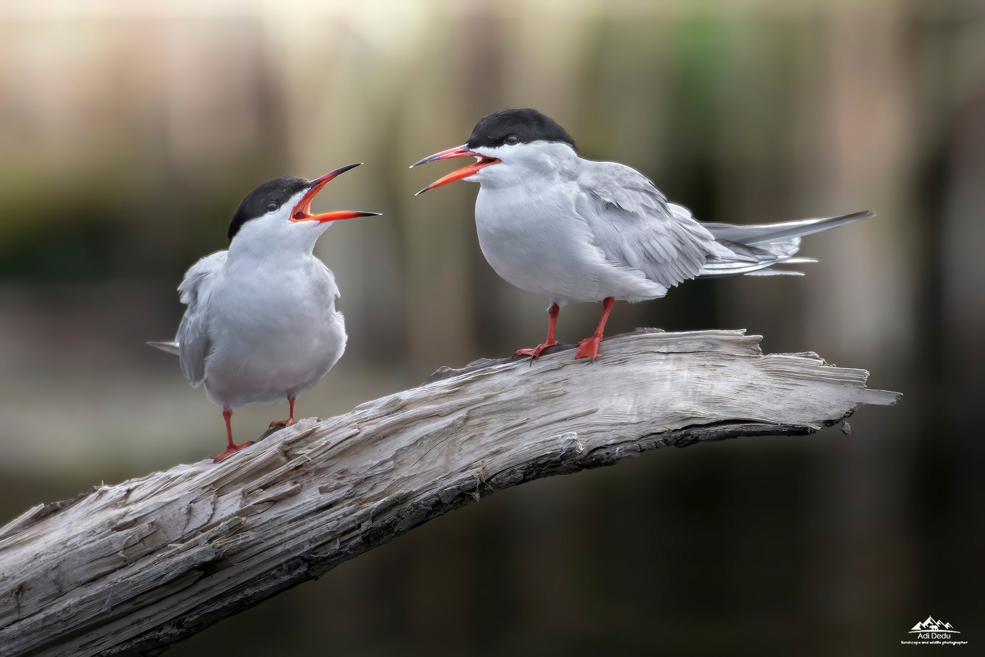 Chire de balta | Common terns | Sterna hirundo