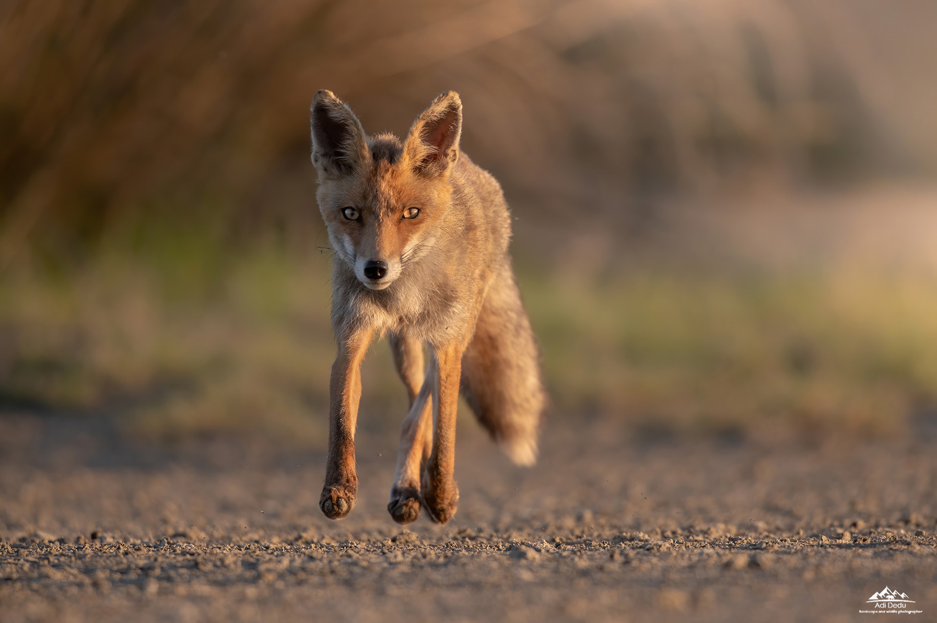 Vulpea rosie | The red fox | Vulpes vulpes