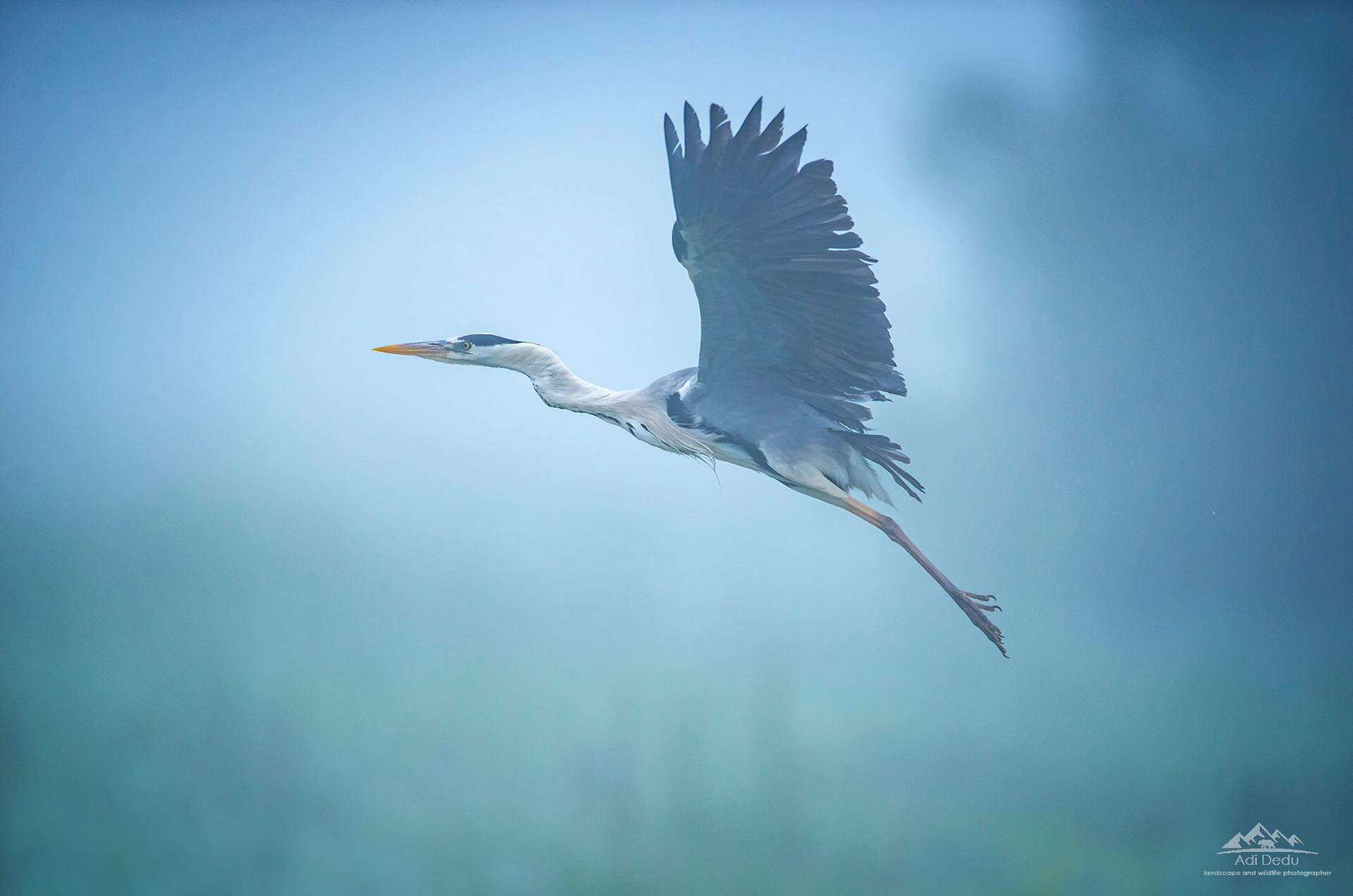 Starcul cenusiu | The grey heron | Ardea cinerea | Delta Dunarii |  Danube Delta, Romania