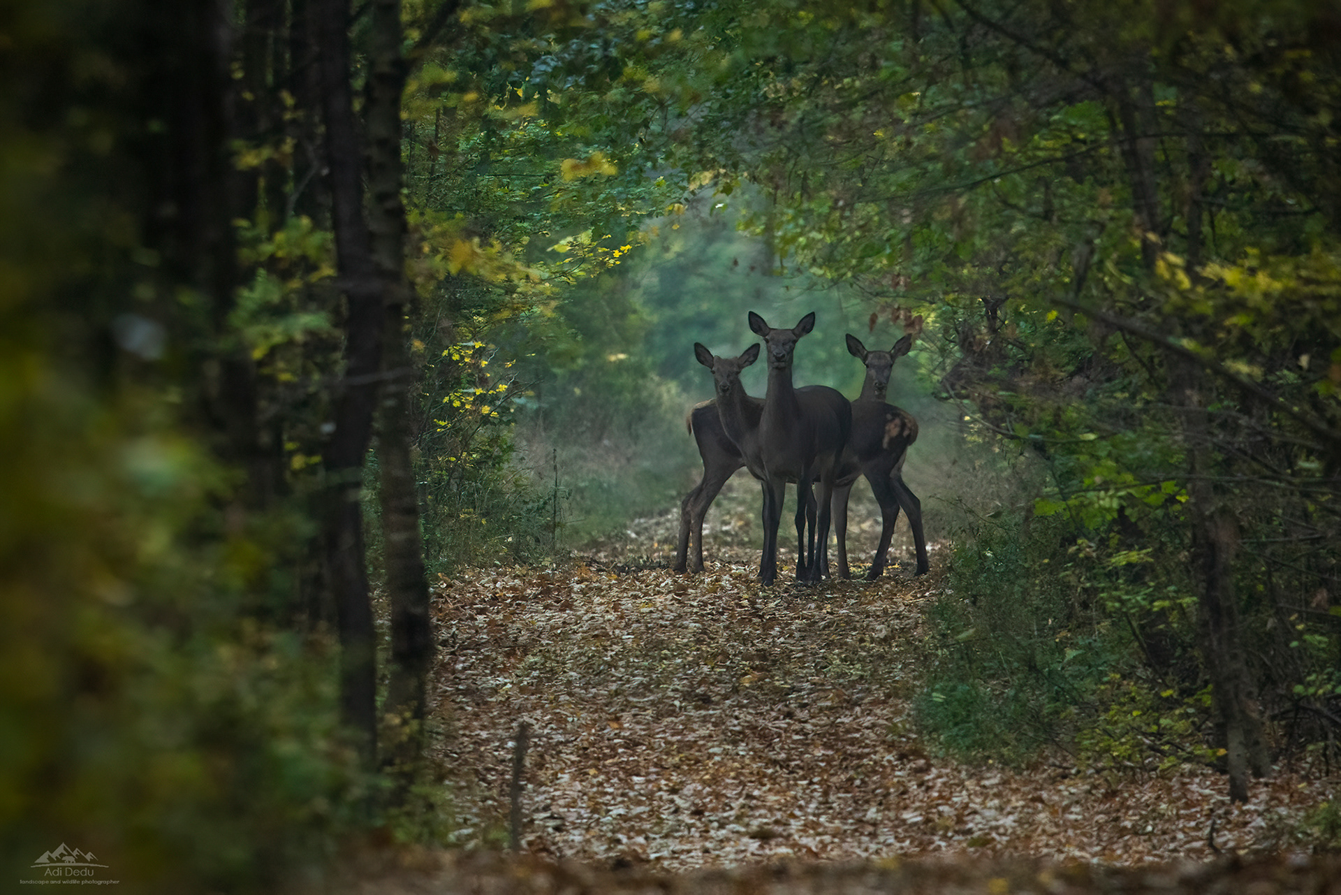 Ciute | Red deers | Cervus elaphus