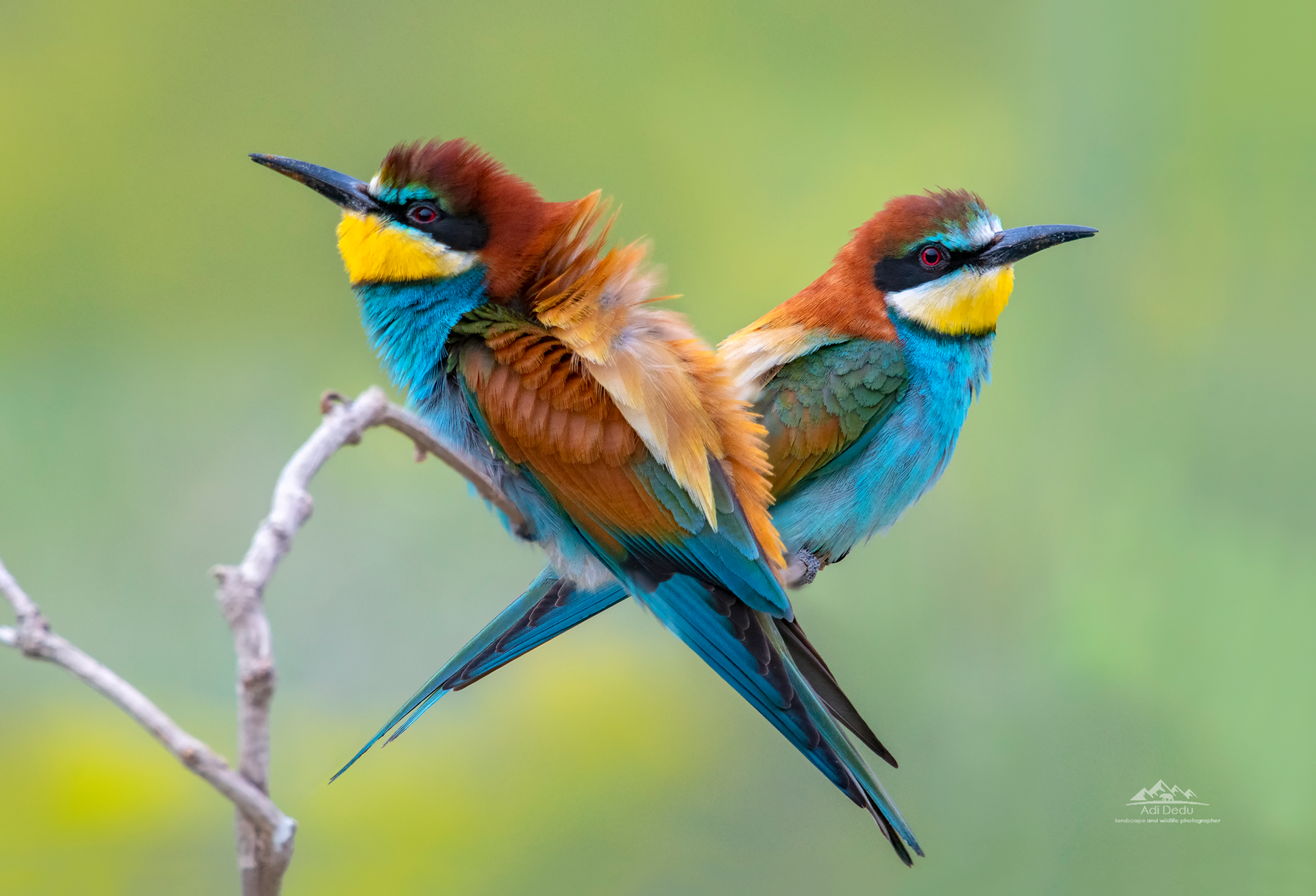 Prigoria | The European bee-eaters | Merops apiaster | Dobrogea