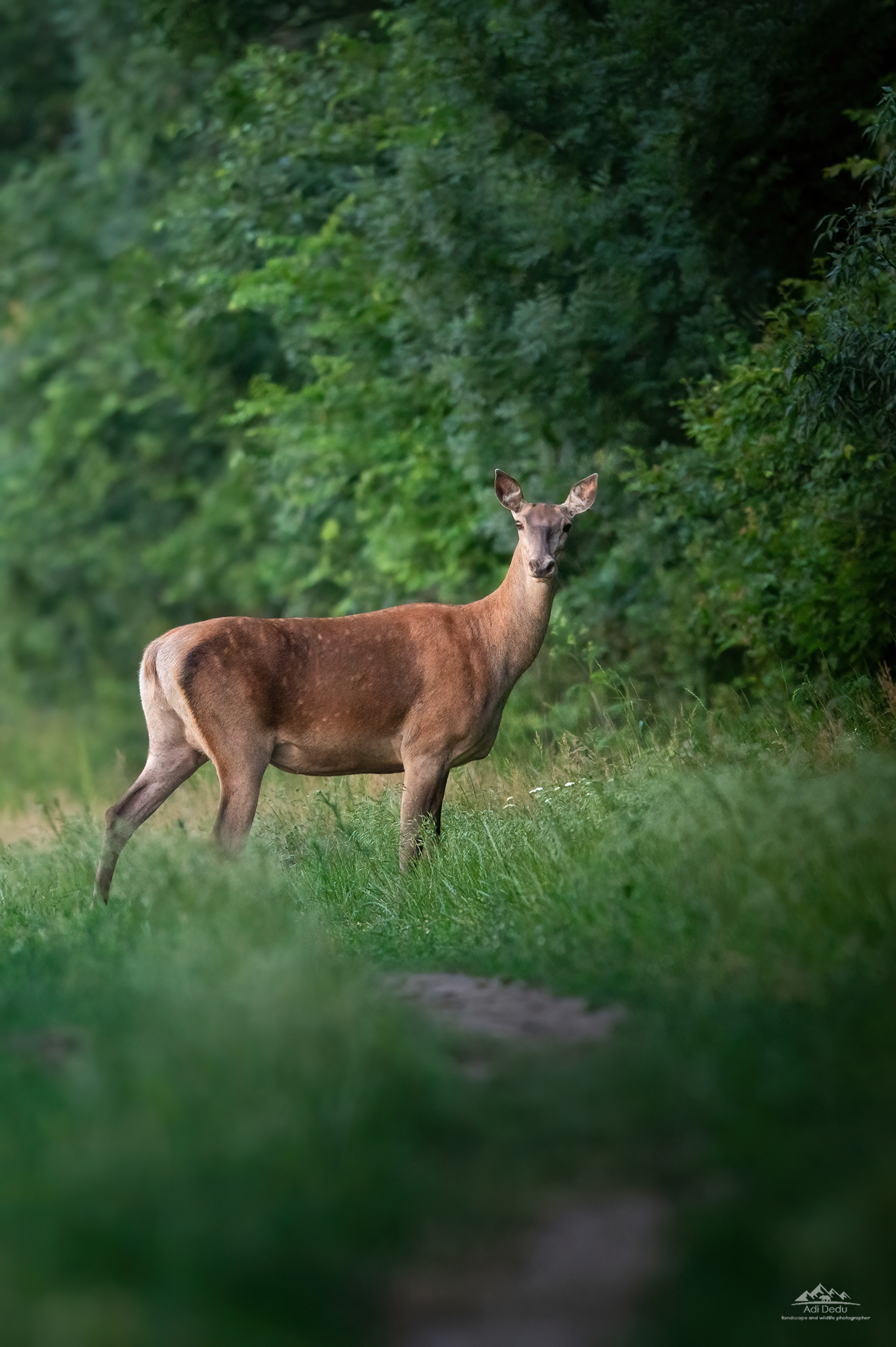 Ciută | Red deer | Cervus elaphus
