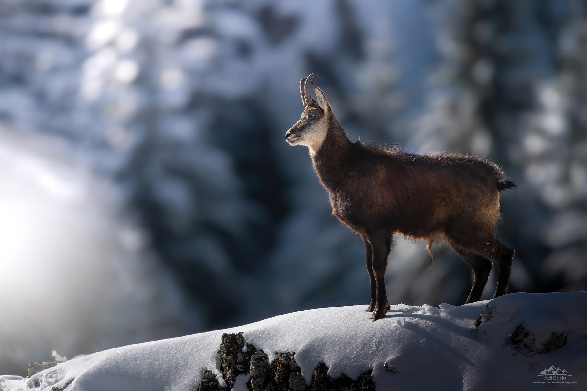 Capra neagră | The chamois | Rupicapra rupicapra | Cozia