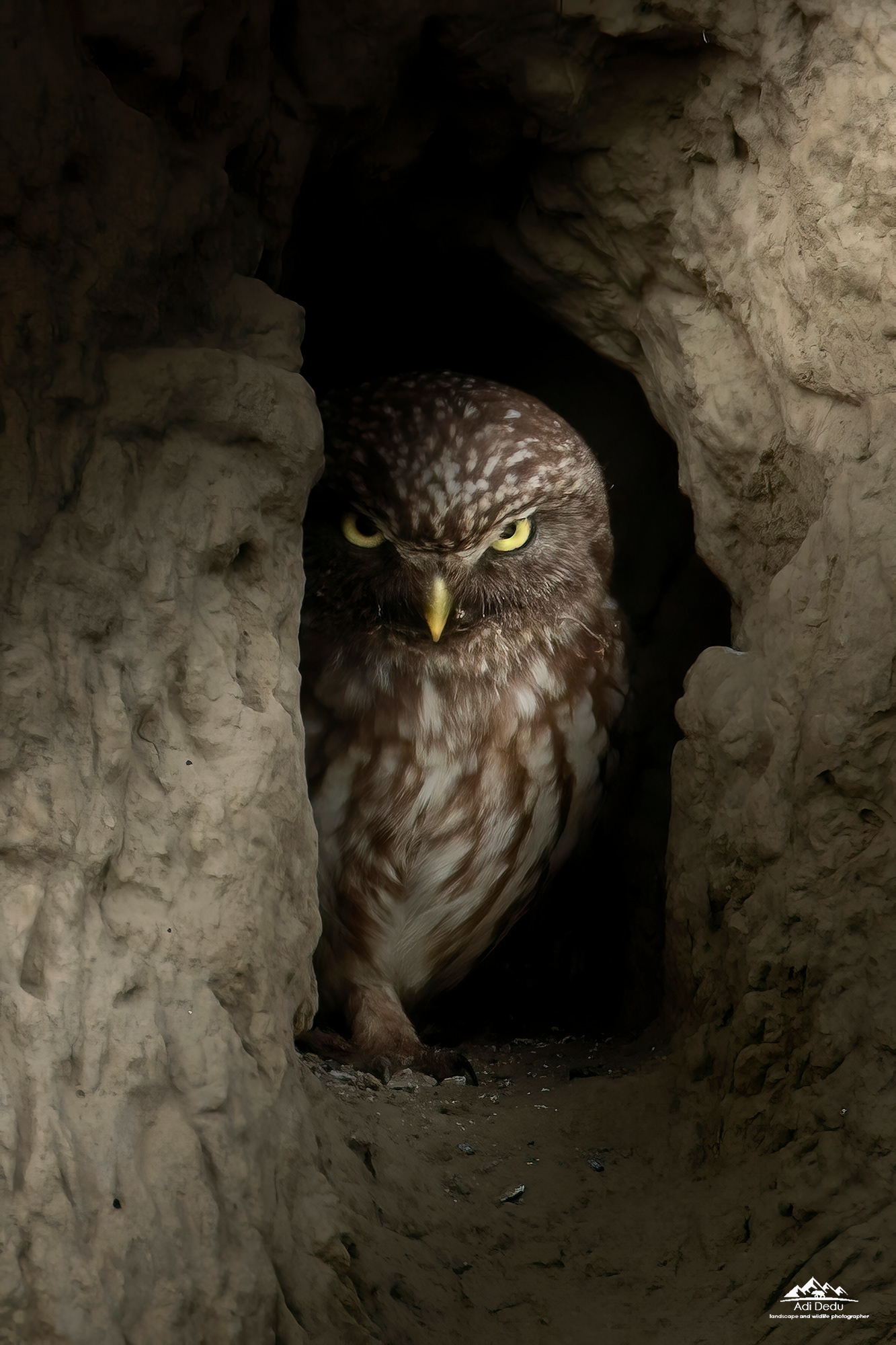 Cucuveaua | The little owl | Athene noctua