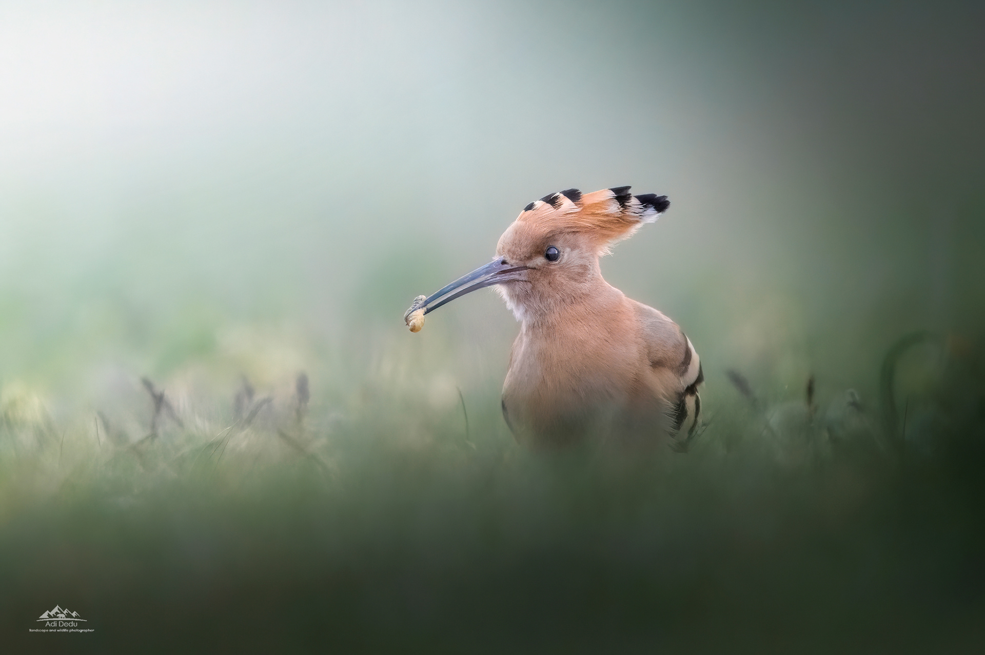Pupăza | The Eurasian hoopoe | Upupa epops