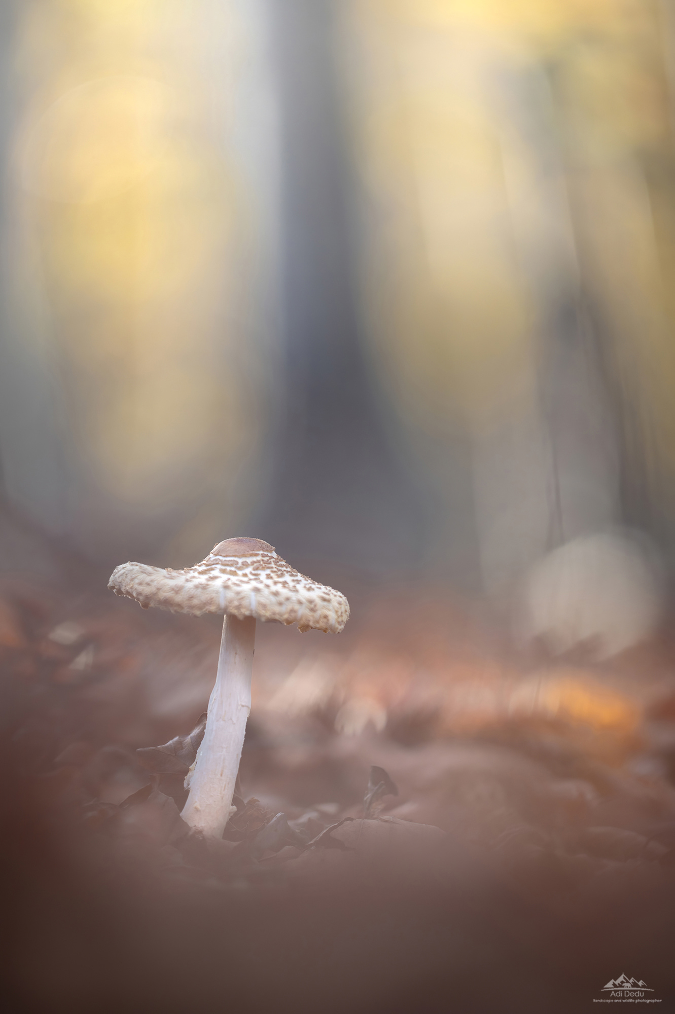 One of the most important key elements of forests - the mushroom