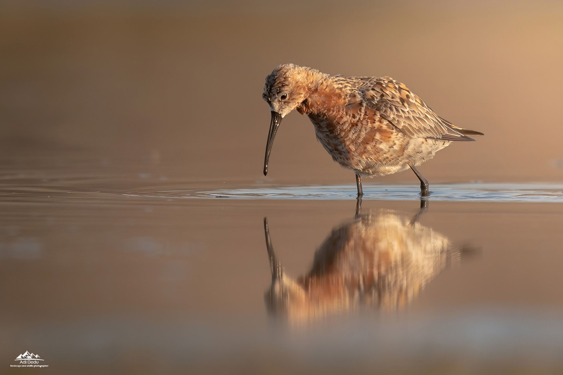 Fugaciul roscat | The curlew sandpiper | Calidris ferruginea