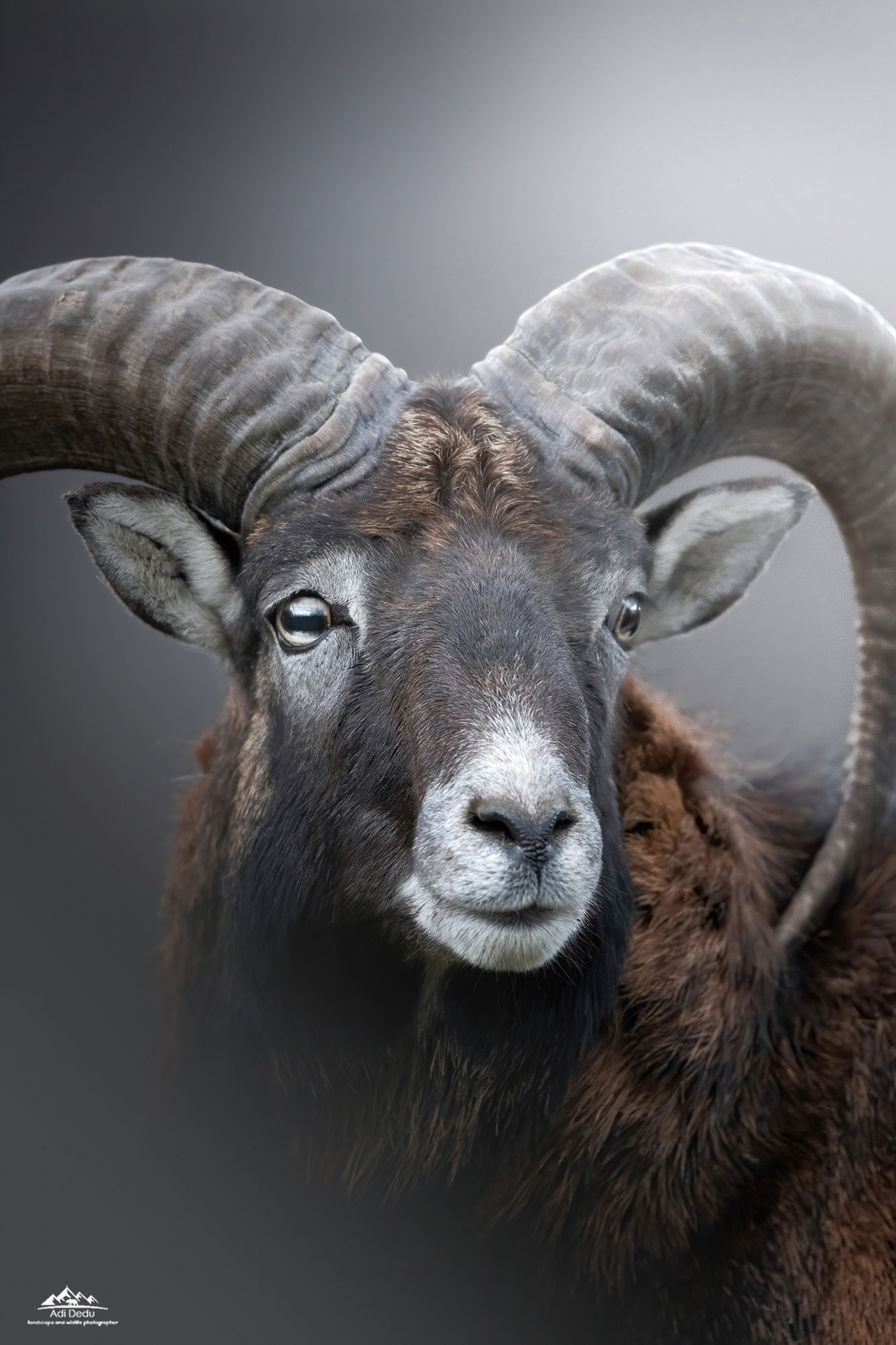 Muflonul | The European mouflon | Ovis ammon