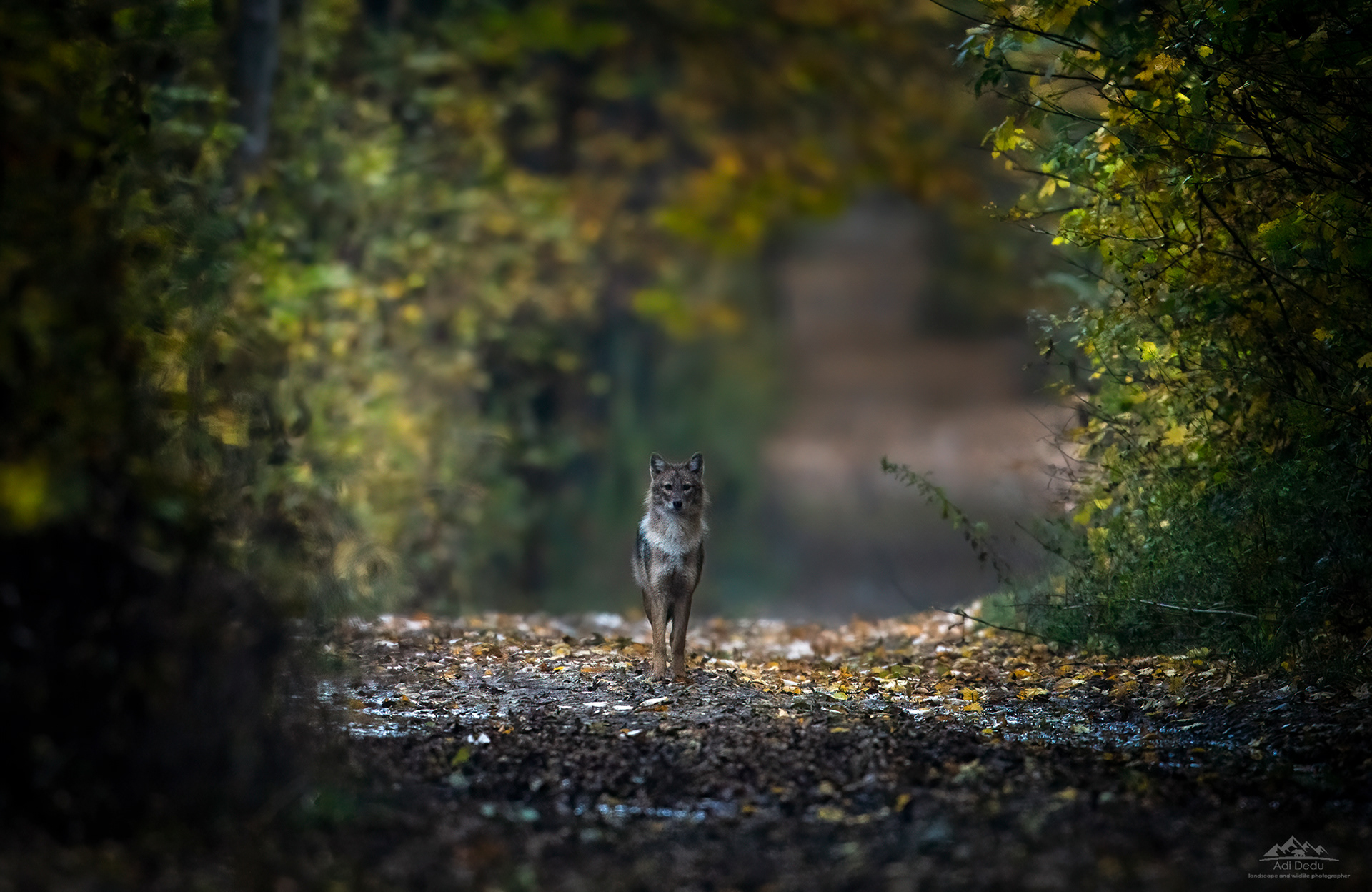 Șacalul auriu | The golden jackal |Canis aureus 