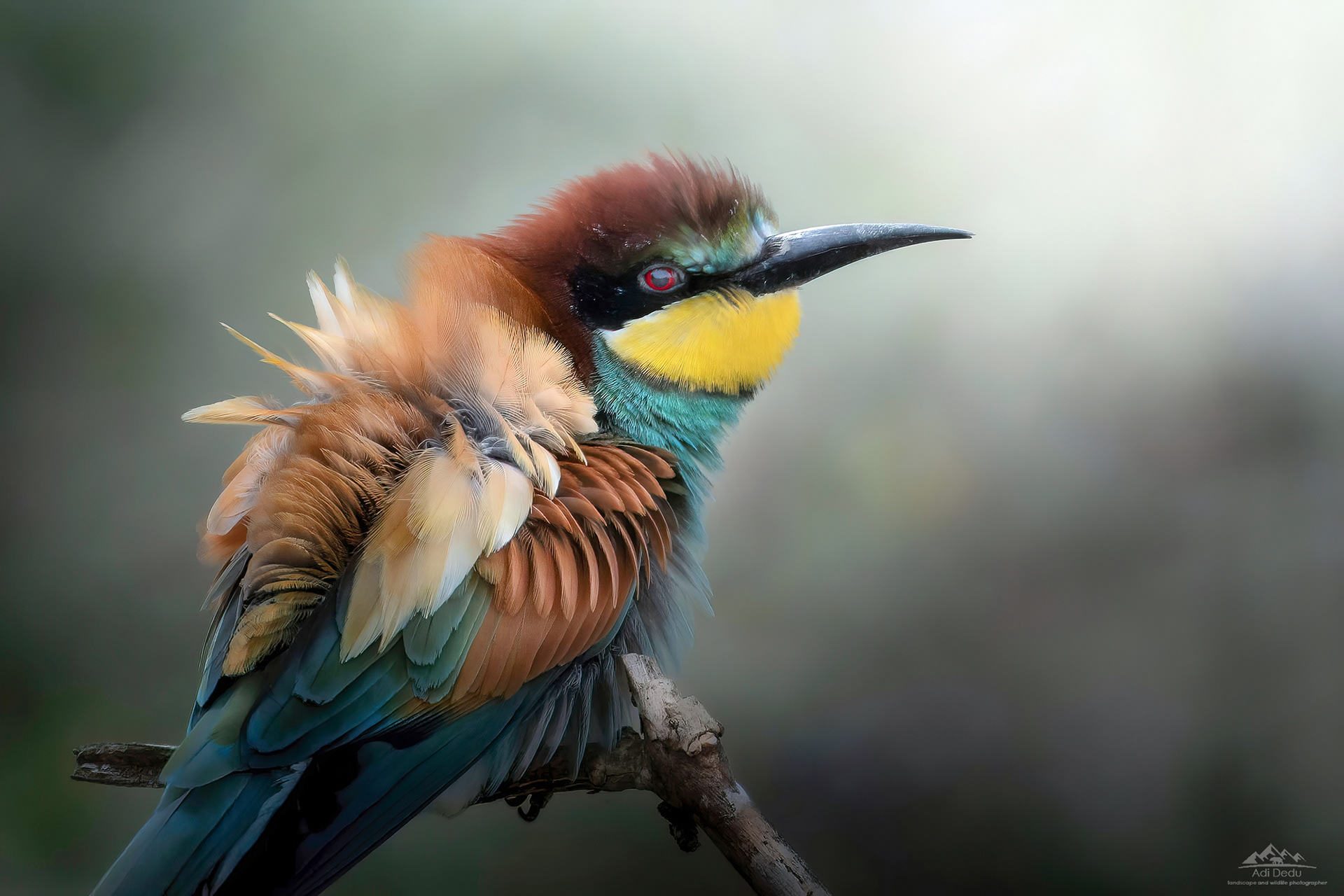 Prigoria | The European bee-eaters | Merops apiaster | Dobrogea