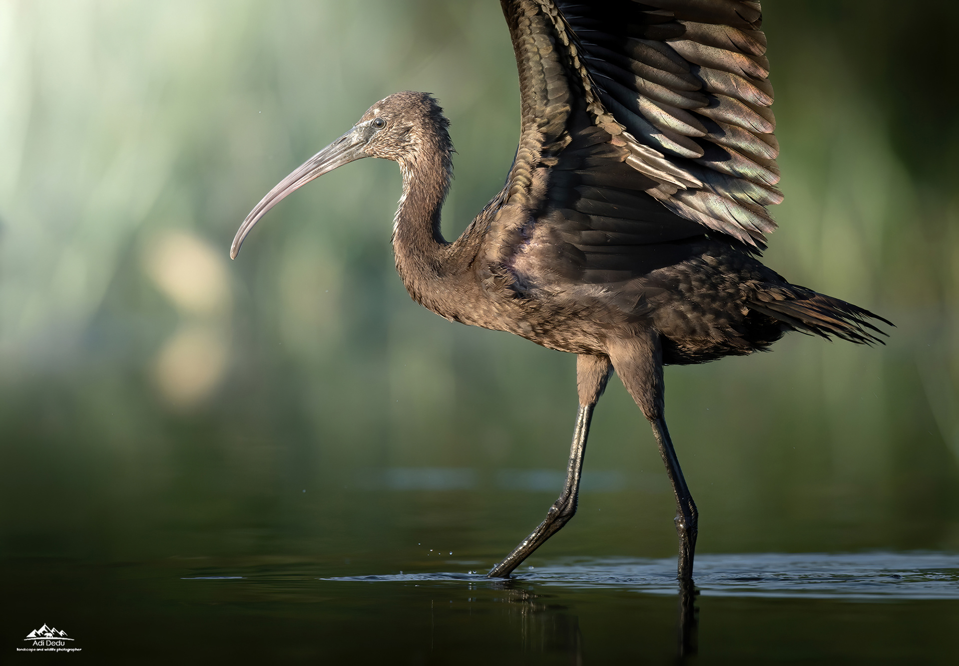 Tiganusul | The glossy ibis | Plegadis falcinellus