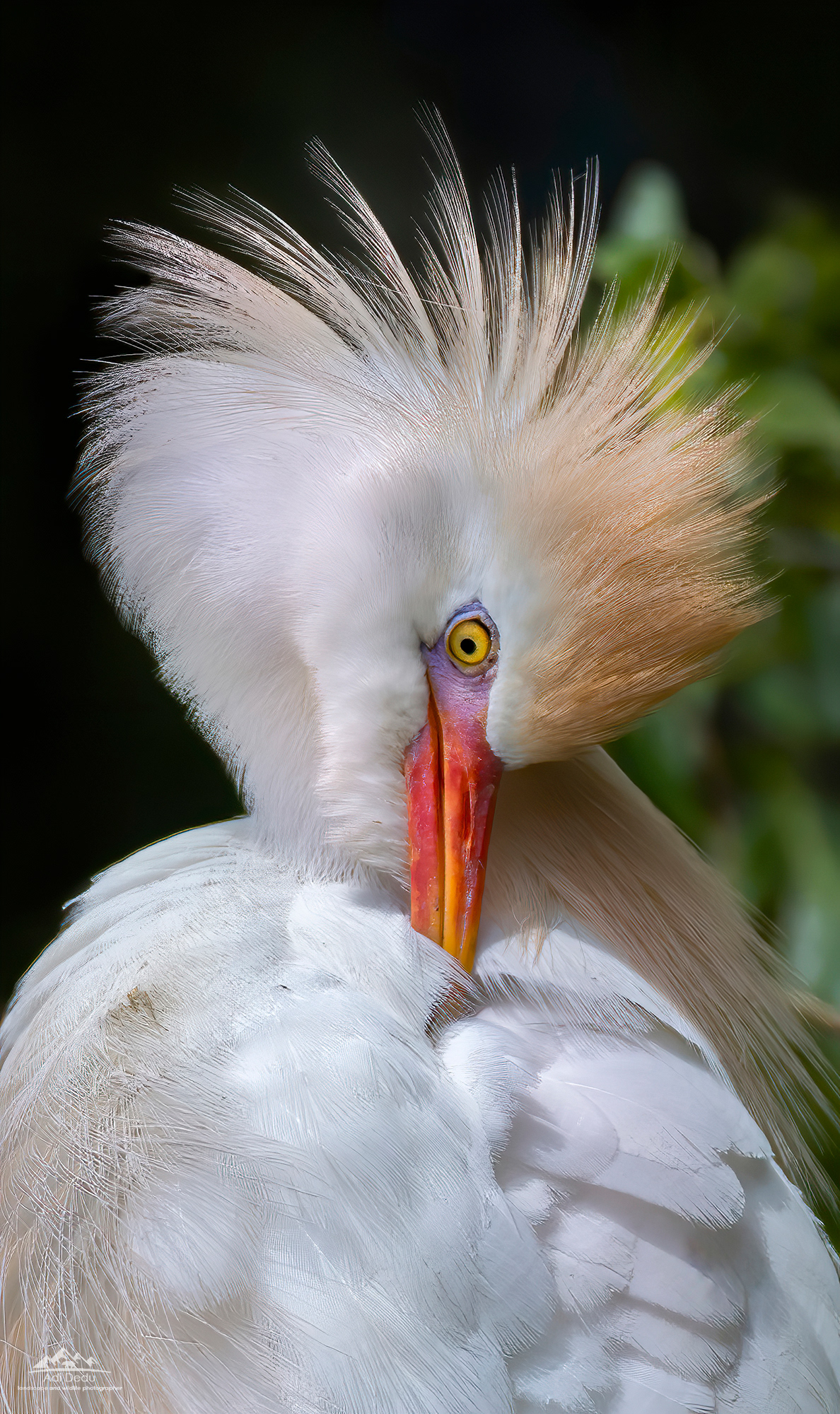Stârcul galben | The squacco heron | Ardeola ralloides)