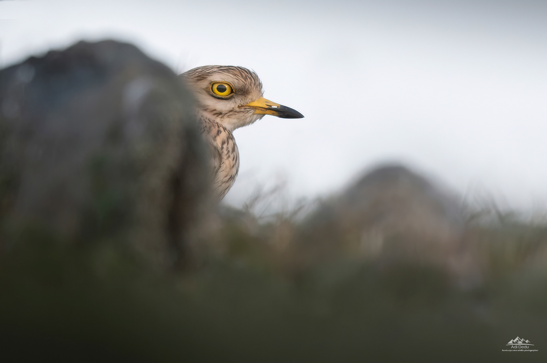 Pasărea ogorului | The Stone Curlew | Burhinus oedicnemus