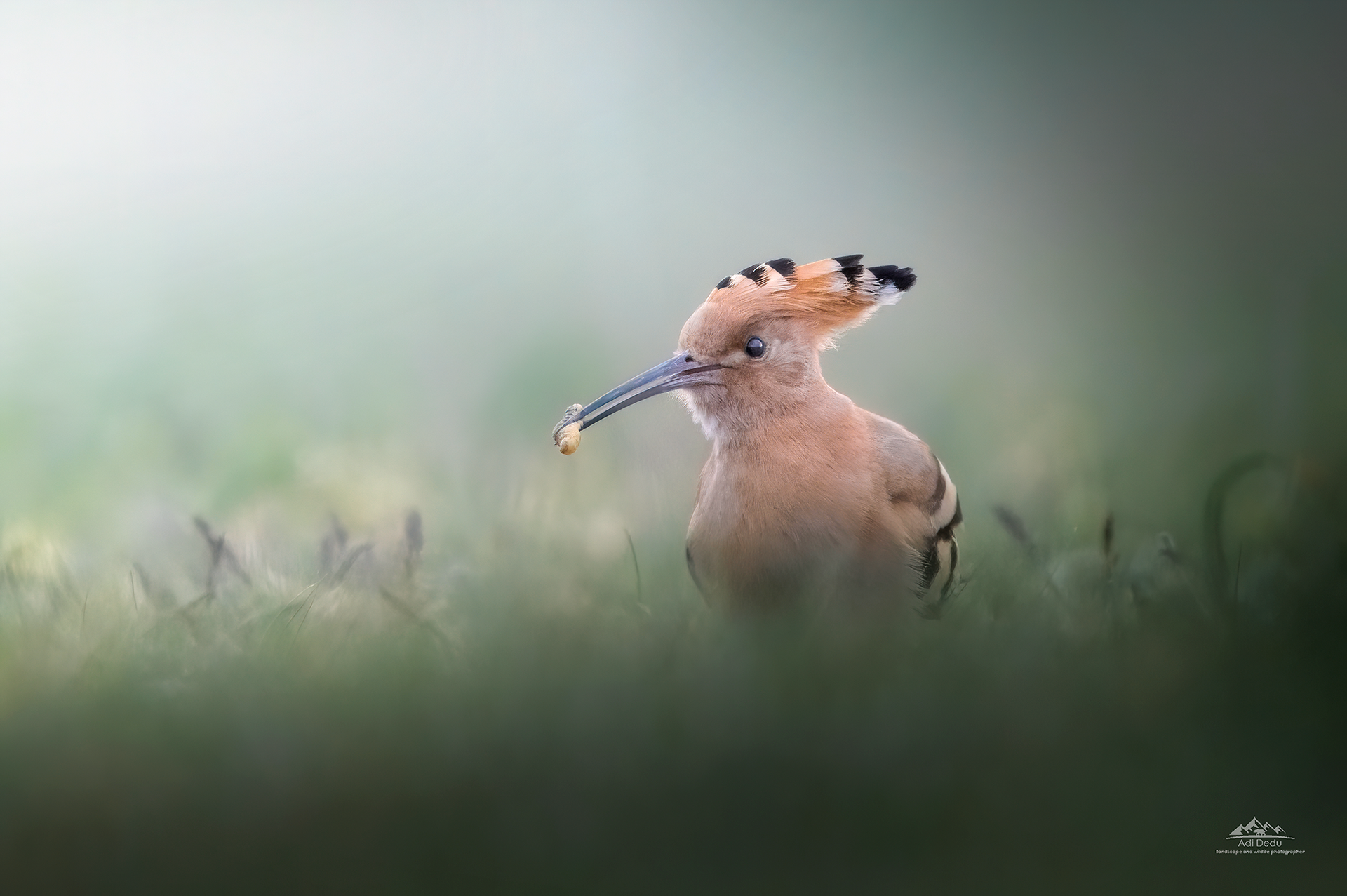 Pupăza | the Eurasian hoopoe | Upupa epops | Dobrogea