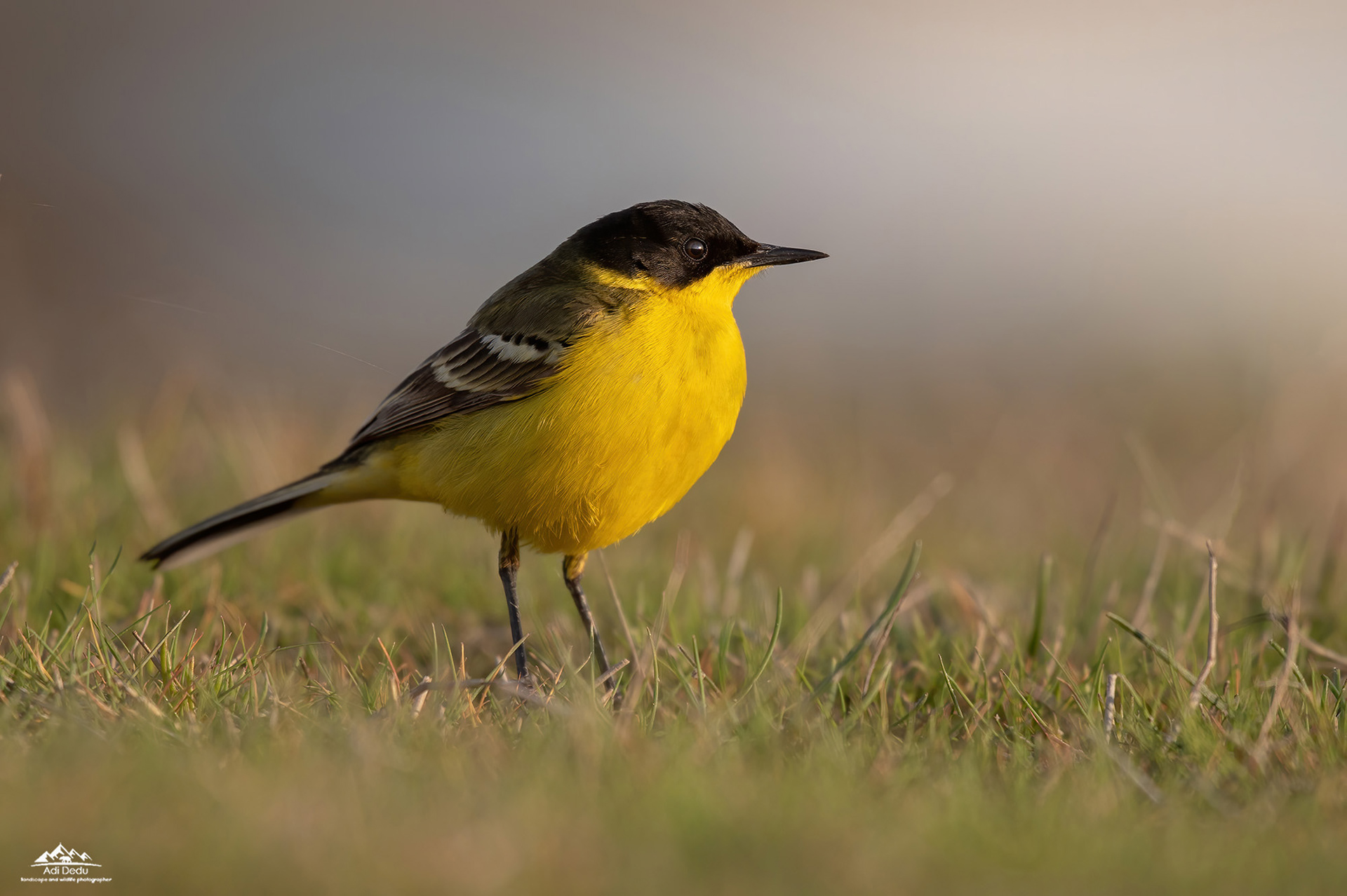 Codobatura galbena cu cap negru  |  The Black-headed Yellow Wagtail | Motacilla flava feldegg