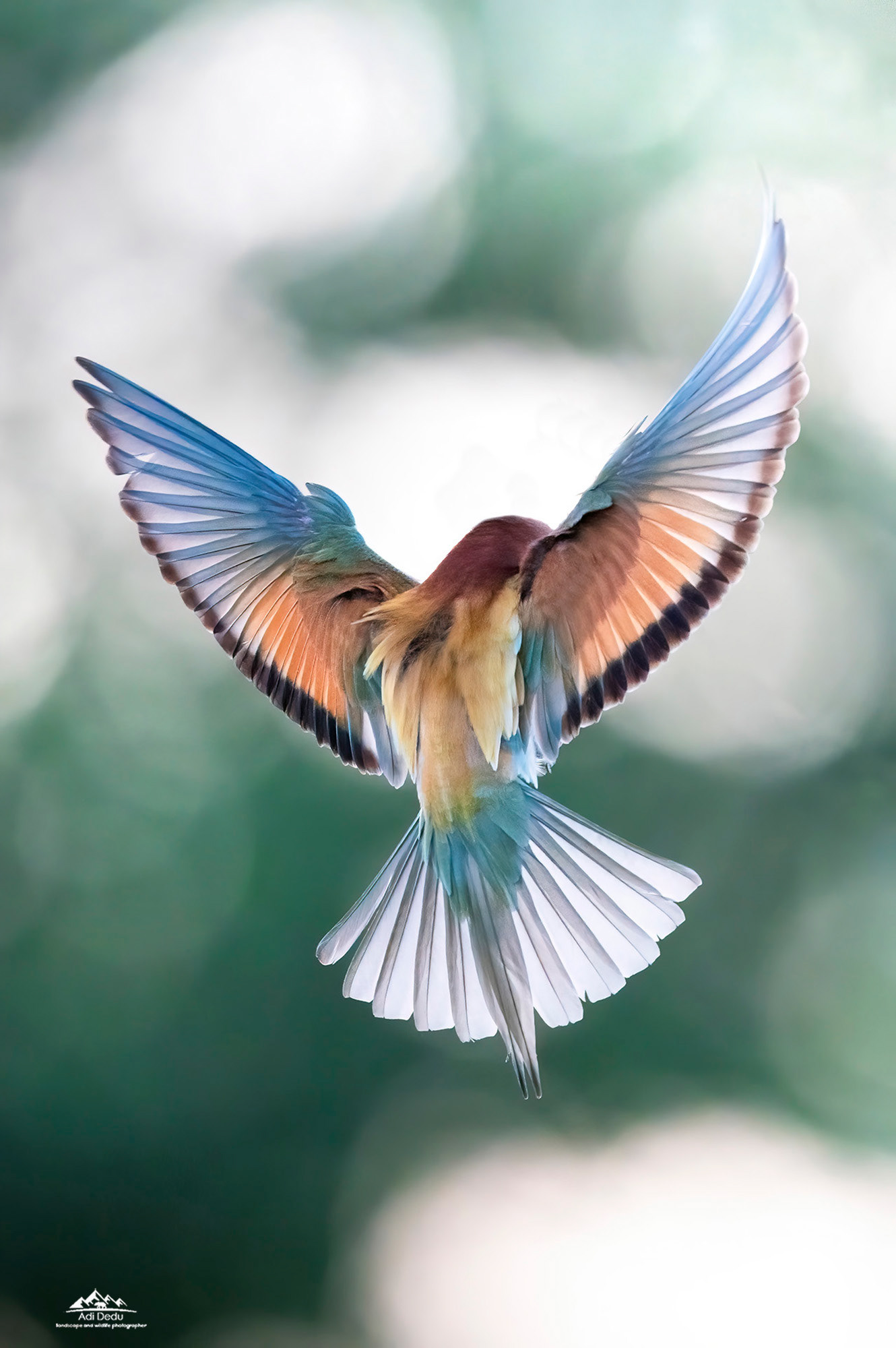 Prigoria | The European bee-eaters | Merops apiaster | Dobrogea