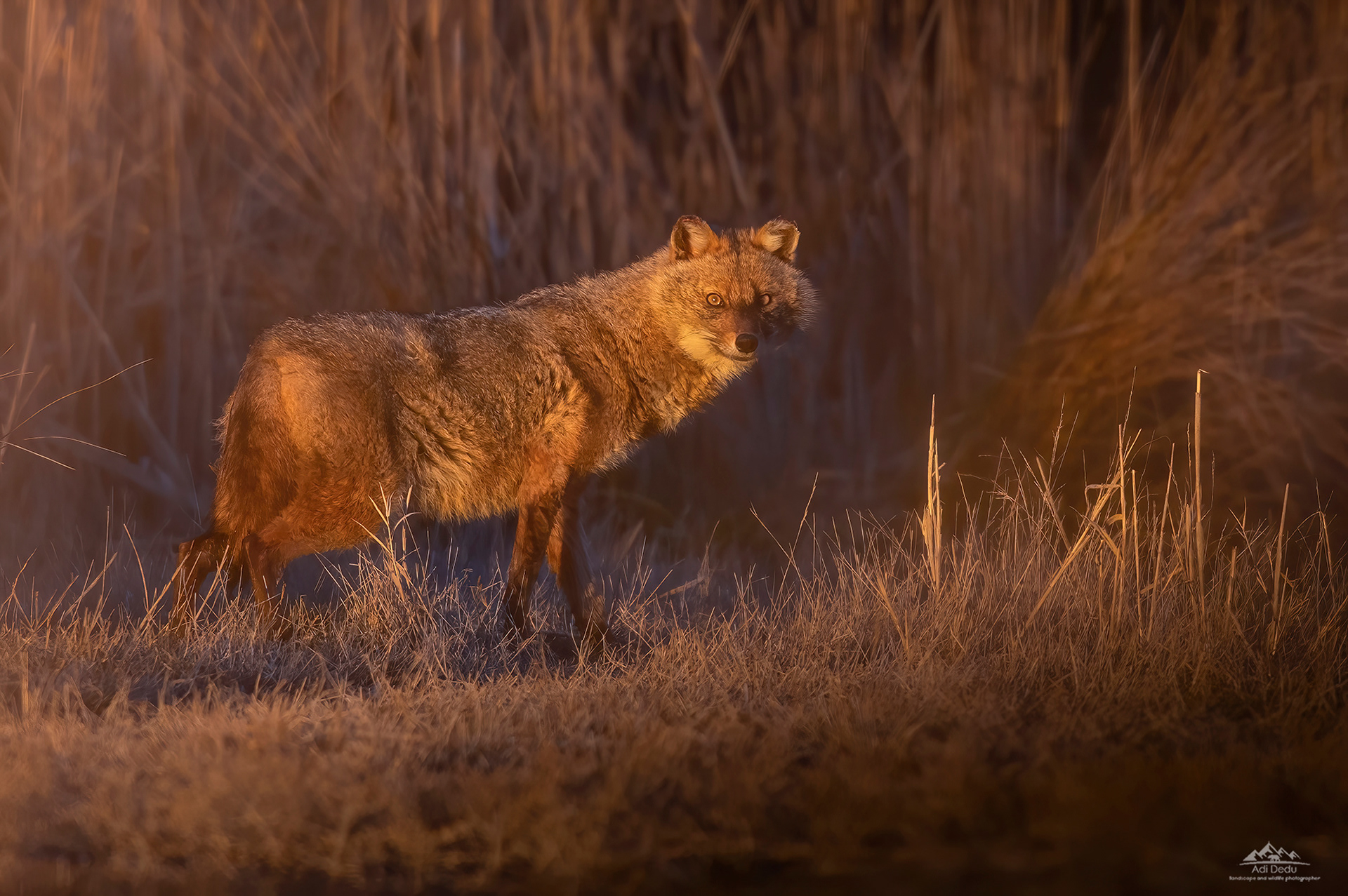 Sacalul auriu | The golden jackal | Canis aureus