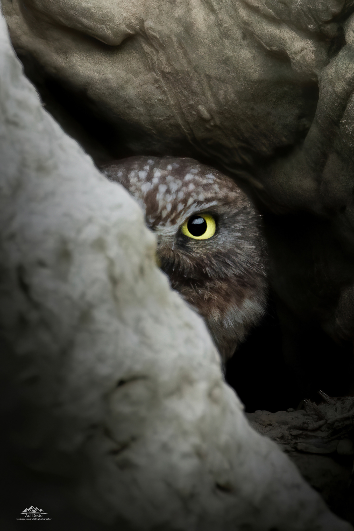 Cucuveaua | The little owl | Athene noctua