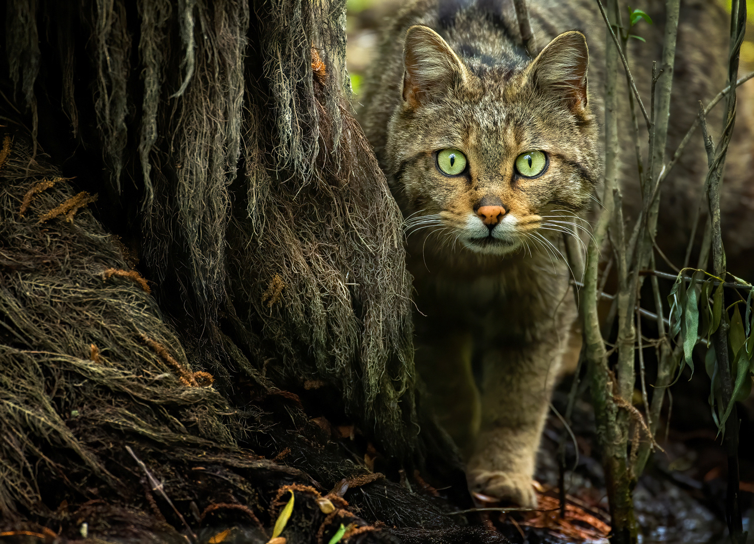 Pisica salbatica | Wildcat | Felis silvestris | Delta Dunarii