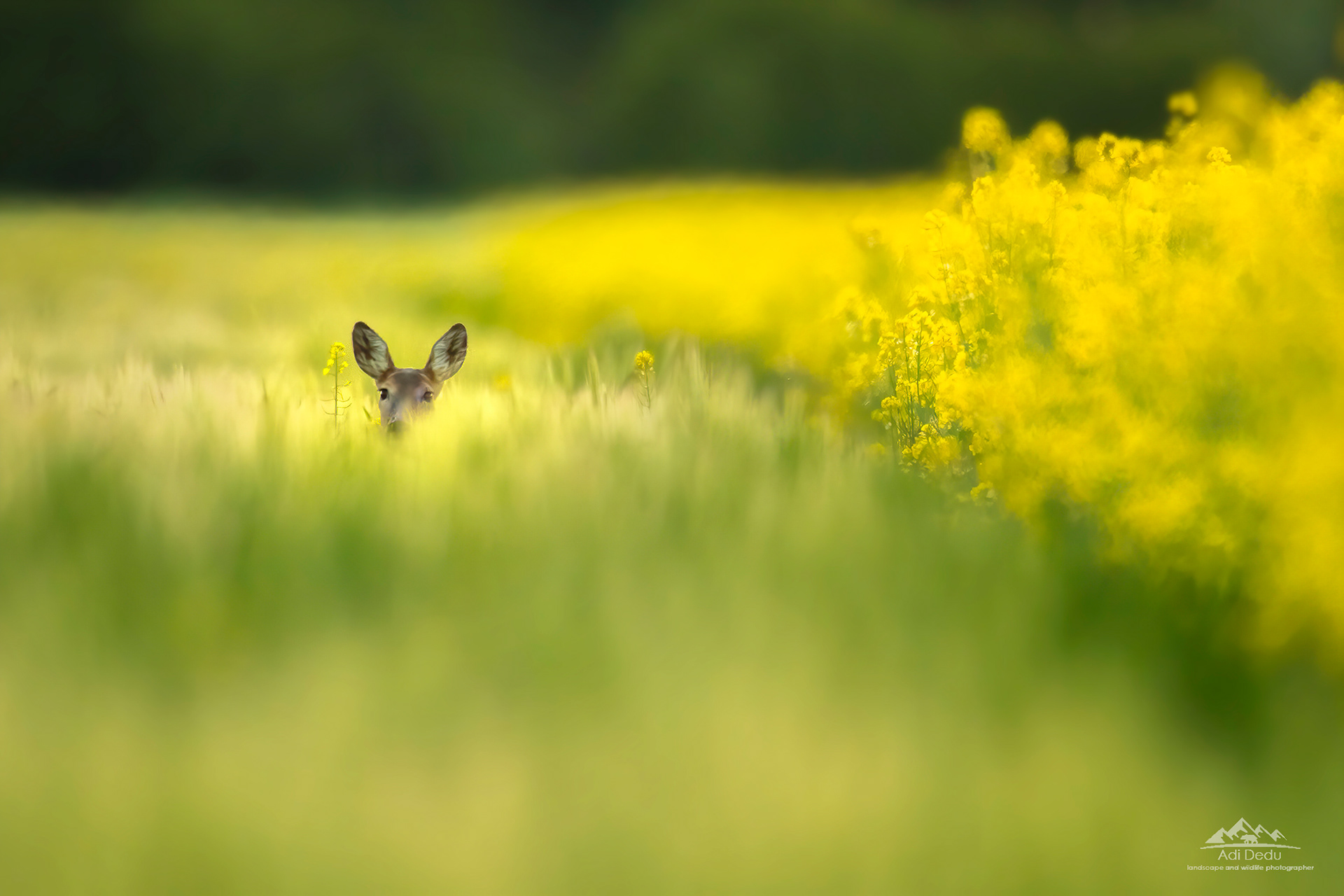 The Roe deer | Căprioara | capreolus capreolus