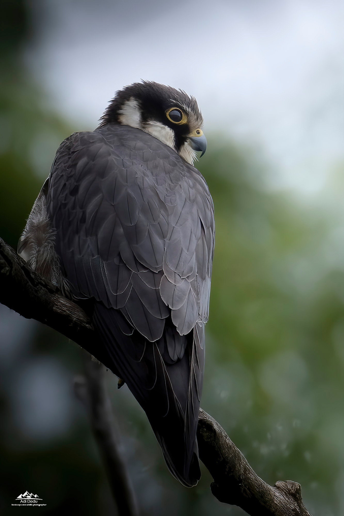 Soimul randunelelor | The Eurasian hobby | Falco subbuteo